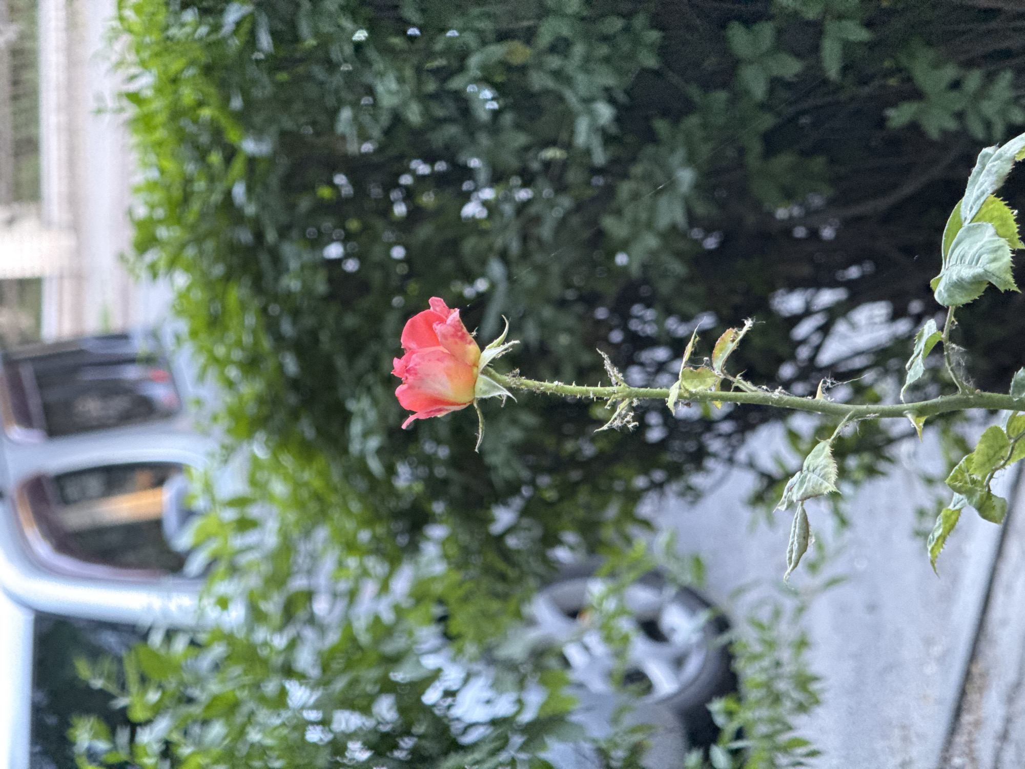 An extreme close-up shot captures a single rose in bloom, its petals a gradient of pink and yellow. The rose is positioned centrally on a green stem adorned with sharp thorns. In the background, out of focus, is a silver vehicle, likely a minivan, parked behind a dense green hedge. The scene appears to be an outdoor setting, possibly a residential area or a park in Rostov-on-Don, Russia, given the context. There are no people present in the image.