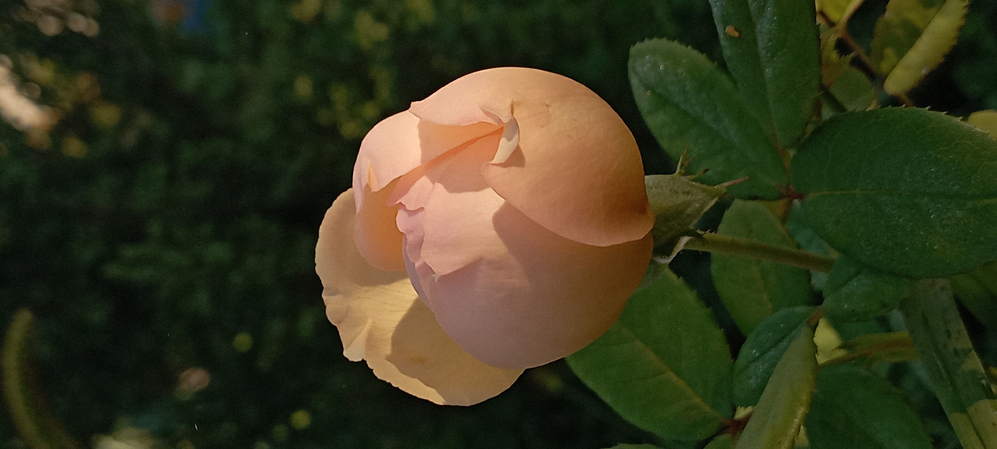 A close-up shot shows a pale peach rosebud with delicate, unfurling petals. The rose is set against a blurred background of dark green foliage, suggesting an outdoor setting. The lighting highlights the soft texture and subtle color variations of the rose petals.