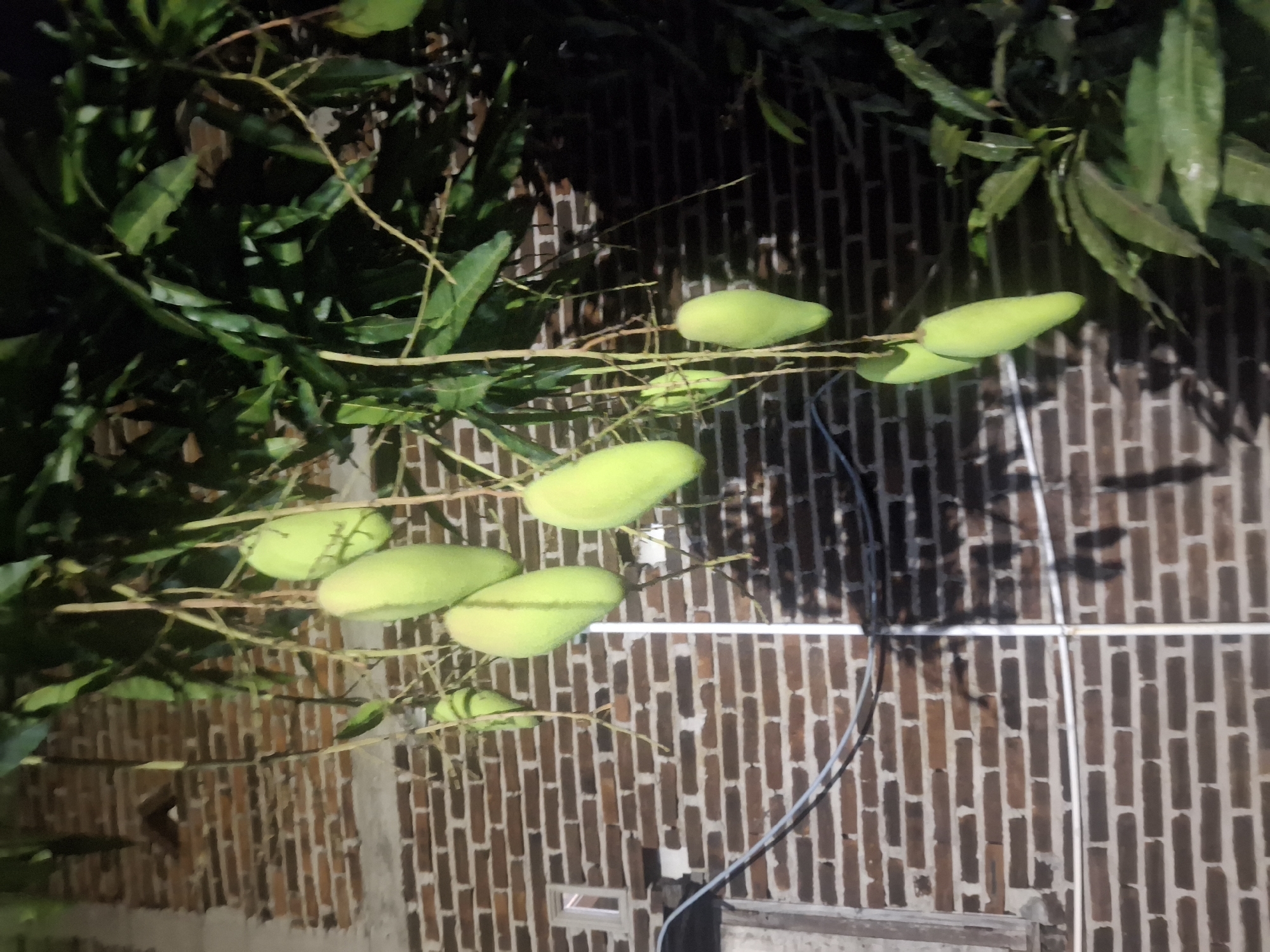 The image depicts a cluster of unripe mangoes hanging from a tree, set against a brick wall in Muncar, Indonesia. The mangoes are a pale green color, some with a distinct seam running down their length. They are attached to thin branches, some of which are bare while others bear green leaves. A portion of a building with a brick facade is visible in the background. The building has a small, rectangular window with a light interior. Electrical wires are strung across the scene, casting shadows on the brick wall. The lighting suggests it may be evening or night, with artificial light illuminating the mangoes and casting dark shadows. No people are present in the image.