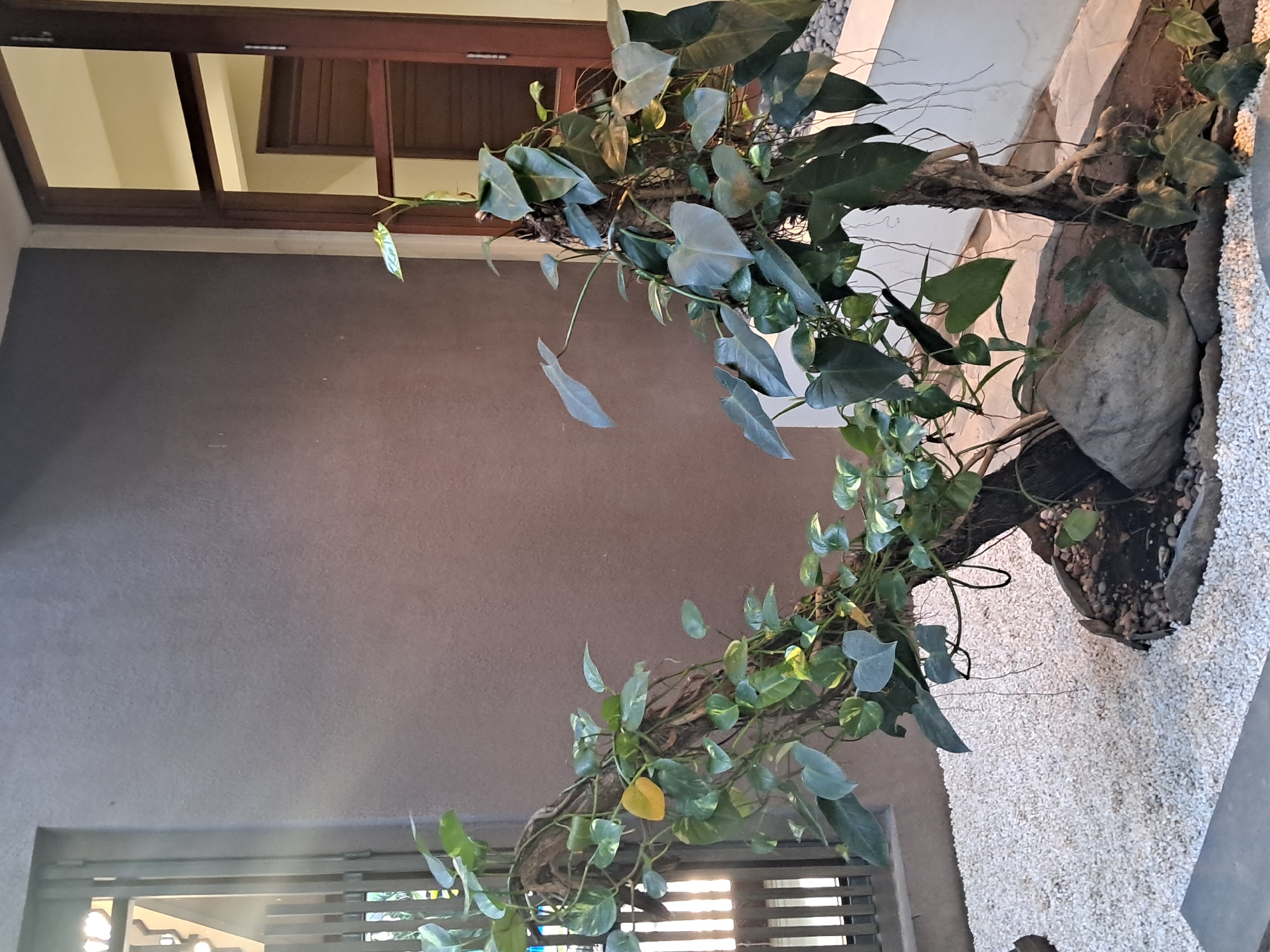 A close-up, eye-level shot shows a garden area in front of a building, possibly in Bareng Lor, Indonesia. The foreground is filled with white pebbles. A large, twisted tree trunk is planted in the center, adorned with lush green vines and leaves, including some heart-shaped leaves and yellowing foliage. The tree trunk is supported by rocks and dark soil. To the left, a dark metal grate with vertical slats is visible, allowing light to pass through. To the right, a wooden window frame with multiple panes frames a view of an interior with wooden doors. The wall behind the plants is a textured, taupe color. The lighting suggests it is daytime, with sunlight casting shadows and highlighting certain areas.