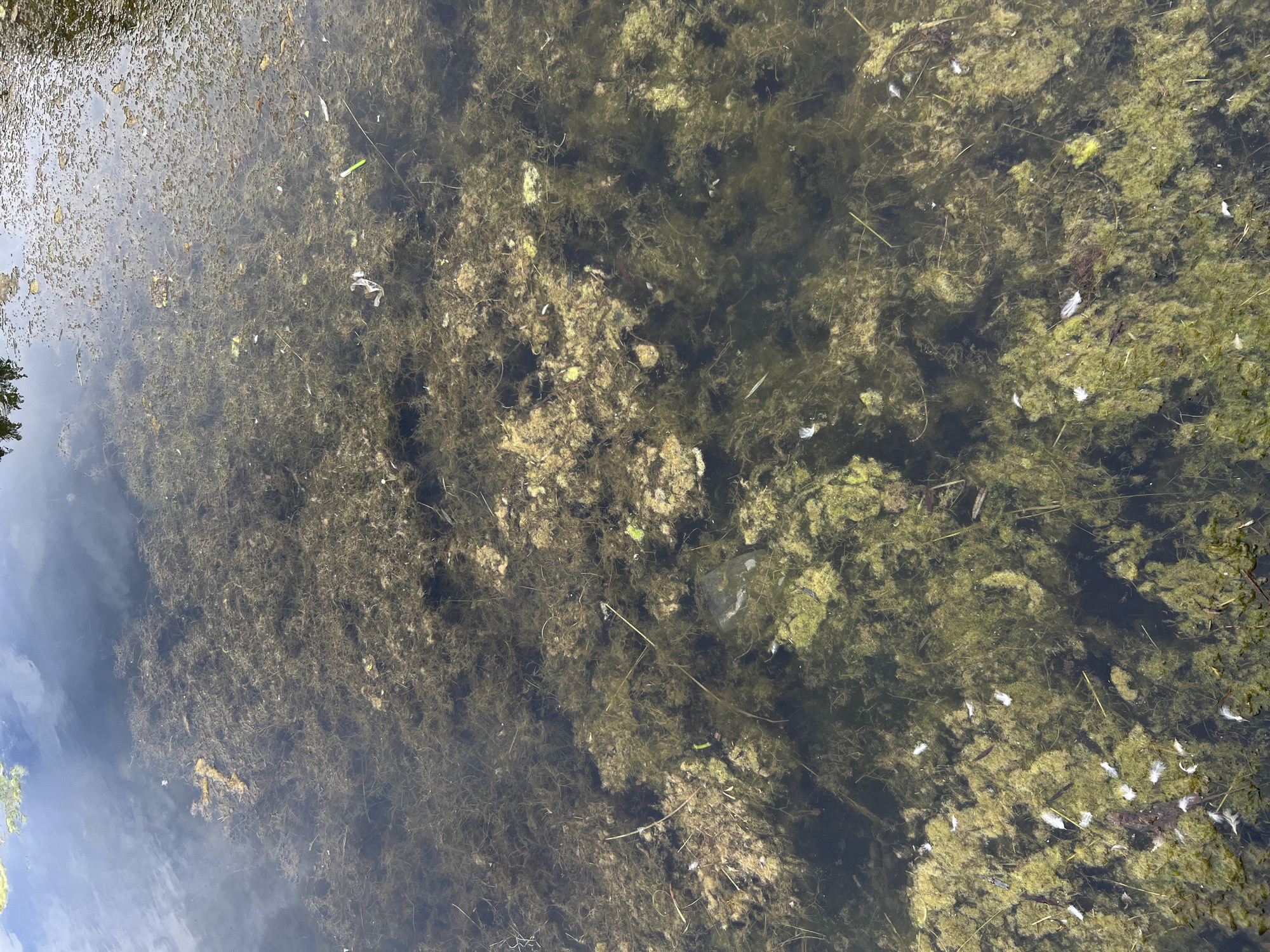 The image shows a close-up, overhead view of murky water in a pond or slow-moving body of water. The water is filled with dense aquatic vegetation, appearing as green and brown mats of algae and submerged plants. Scattered throughout the water are small white objects, which appear to be feathers, along with some debris like twigs and leaves. The surface of the water reflects the sky and some foliage from a tree on the left side of the frame, indicating it is outdoors during daylight. The overall scene suggests a natural, somewhat unkempt environment. No people or specific activities are depicted. The colors are muted, dominated by greens, browns, and the dark reflections on the water's surface. The location context indicates this is likely in Minsk, Belarus.
