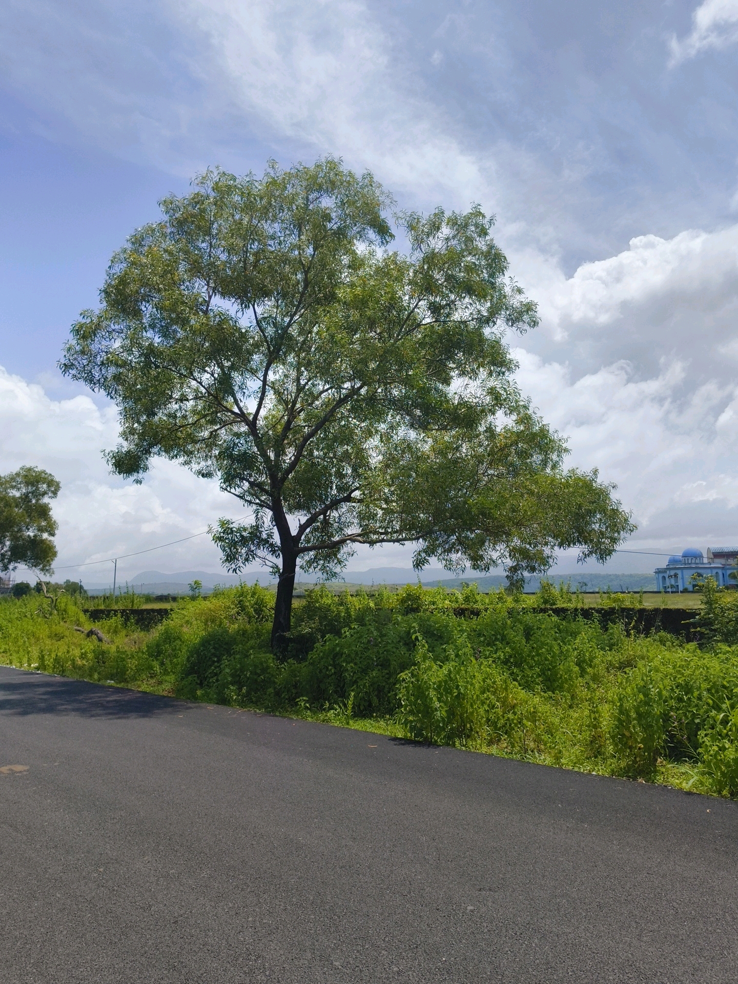 A mature tree with lush green foliage stands in the foreground to the right of a dark asphalt road. The tree is positioned in a vibrant green field, dotted with smaller bushes and vegetation. In the background, a light blue building with a dome is visible in the distance, nestled amongst rolling hills under a partly cloudy sky. The overall scene suggests a natural landscape on the outskirts of Bhatkal, India, likely during a daytime with good weather conditions.