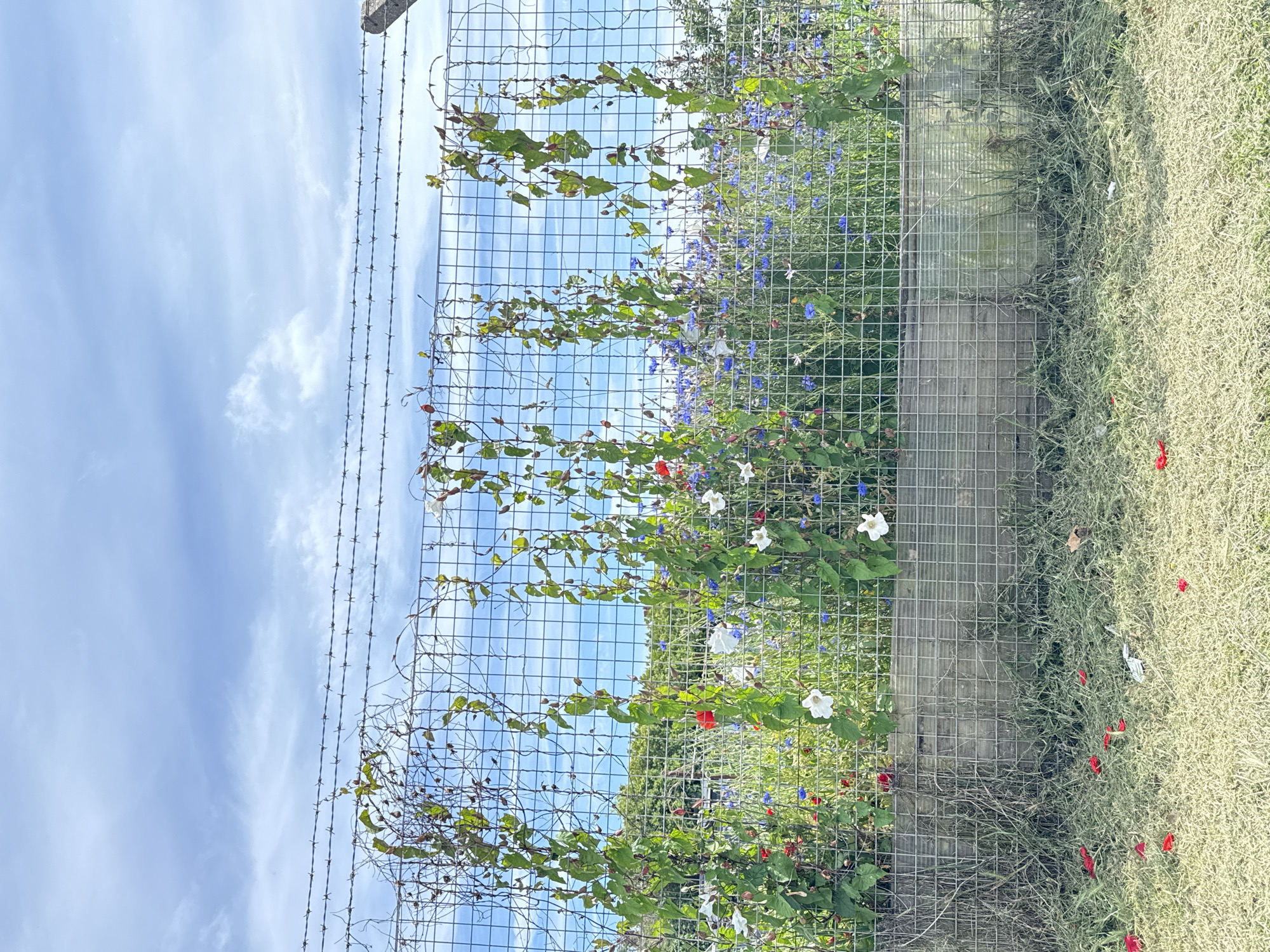 This image shows a wire fence with barbed wire at the top, bordering a garden area. The garden features climbing vines with green leaves and white flowers, interspersed with red and blue wildflowers. The ground in front of the fence is covered in cut grass, with some scattered red flower petals. The background consists of a blue sky with white clouds and green trees. The scene is set in Great Yarmouth, United Kingdom. There are no people or animals visible in the image.