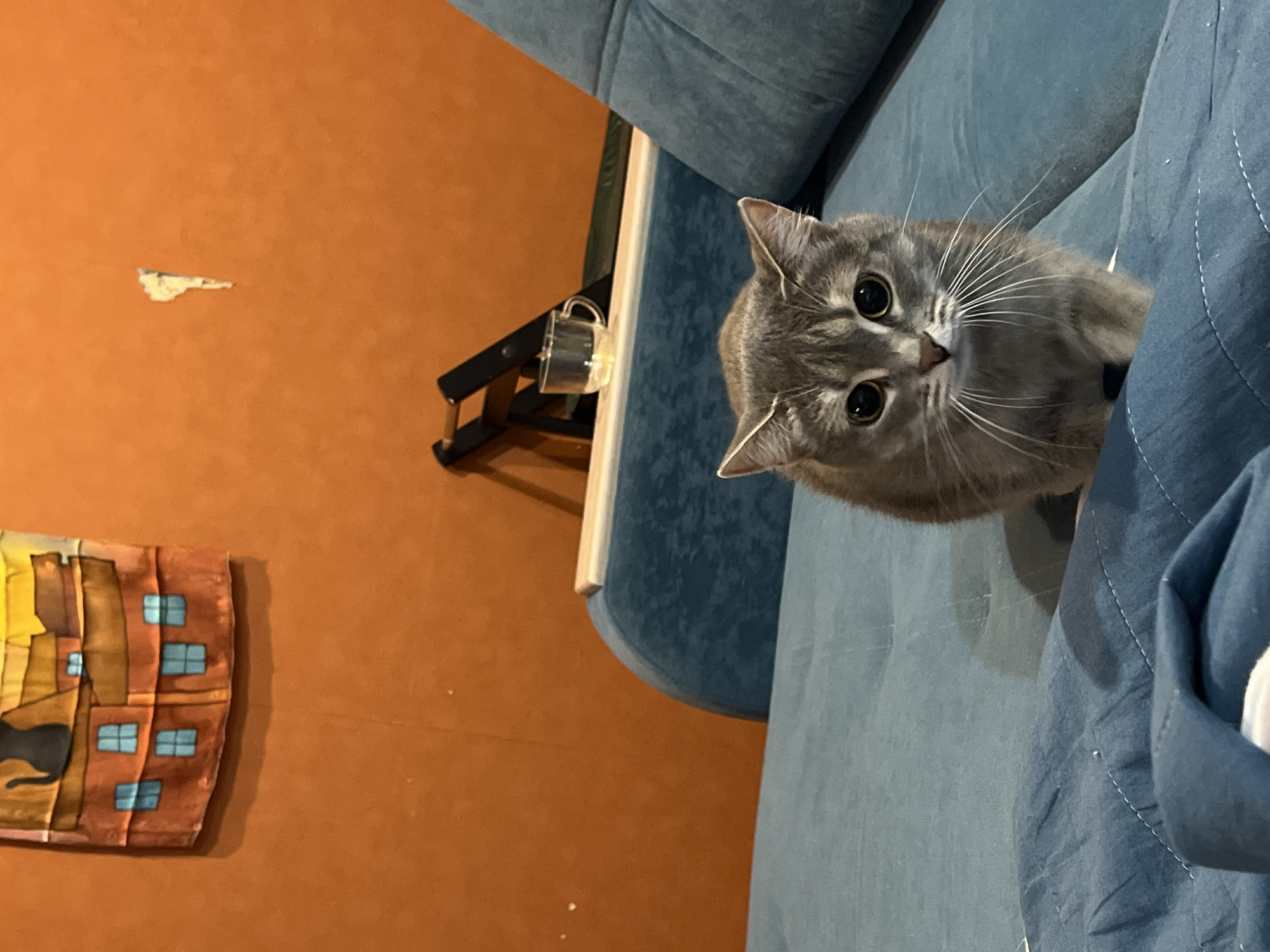 The image captures an indoor scene, primarily featuring a domestic short-haired cat peeking over a blue sofa. The cat, with grey fur and striking black-rimmed, yellow-green eyes, is positioned on the right side of the frame, gazing directly at the viewer with an alert and curious expression. Its large pupils are dilated, and long white whiskers extend prominently from its muzzle. The blue sofa or armchair, possibly upholstered in velvet or a similar plush fabric, occupies the right and lower-middle sections of the image, showing visible stitching details.
In the background, a large orange-colored wall fills the left side of the frame. A small, irregular light-colored mark, possibly a chip in the wall, is visible on its upper portion. Further down the wall, a rectangular piece of artwork or tapestry is displayed. It depicts a stylized city scene with brown and yellow buildings, distinct blue windows, and a black cat silhouette positioned on the left against a yellow background. Between the sofa and the wall, a black metal structure, possibly a stand or part of furniture, is partially visible, from which a clear glass mug with a handle is hanging.
The lighting suggests an indoor environment, likely illuminated by artificial light. The overall mood conveyed by the cat's direct gaze is one of engagement and inquisitiveness. The setting appears to be a comfortable home interior, located in Chaikovsky, Russia. No visible text is present in the image.