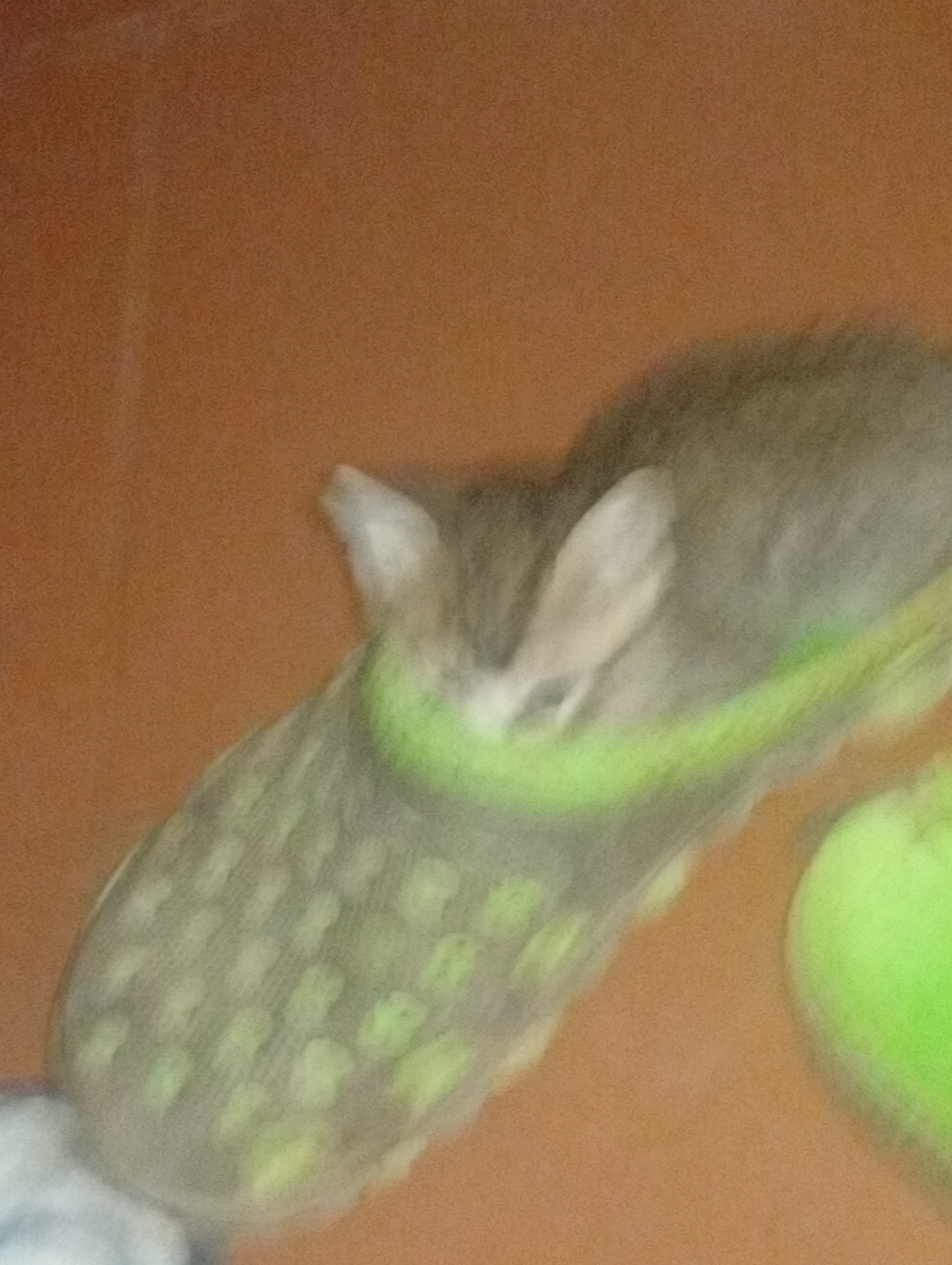 A gray kitten is nestled inside a gray and green sandal on a brown surface. A lime green object is visible next to the sandal. The image is blurry.