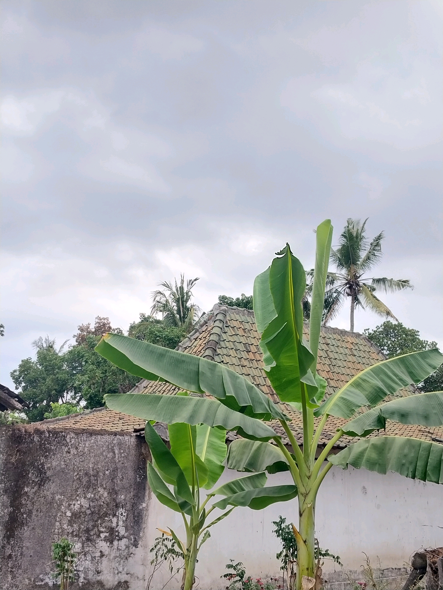 This image depicts an outdoor scene in Tijayan, Indonesia, under a cloudy sky. In the foreground, a large banana tree dominates the view with its broad green leaves. Behind the banana tree, a house with a tiled roof is visible. Further in the background, a coconut palm tree stands tall, its fronds rustling in the wind, and other lush green foliage can be seen. The overall impression is one of a humid, tropical environment, possibly during the rainy season given the overcast conditions.