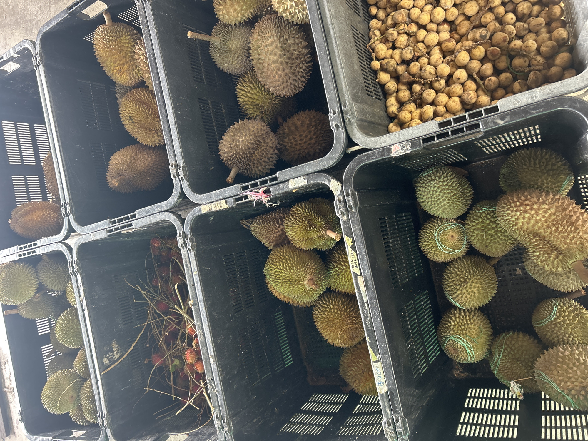 A top-down, angled view captures several black plastic crates filled with various fruits, likely at a market stall in George Town, Malaysia. The crates are stacked and arranged side-by-side.
The top-most visible crates contain durians, identifiable by their large size and spiky husks. Some durians are whole, while others appear to be cut open. In one crate, a bunch of rambutan fruits, with their characteristic red, hairy exteriors, are mixed with dry twigs.
Below these, more crates are filled with durians of varying sizes and shades of green and brown. Some of these durians are bound with green rubber bands. Further down, a crate is filled with a large quantity of small, round, light-brown fruits, likely langsat or duku.
The environment appears to be outdoors, with the lighting suggesting it could be daytime. The overall impression is of a fruit stall showcasing a variety of tropical produce.