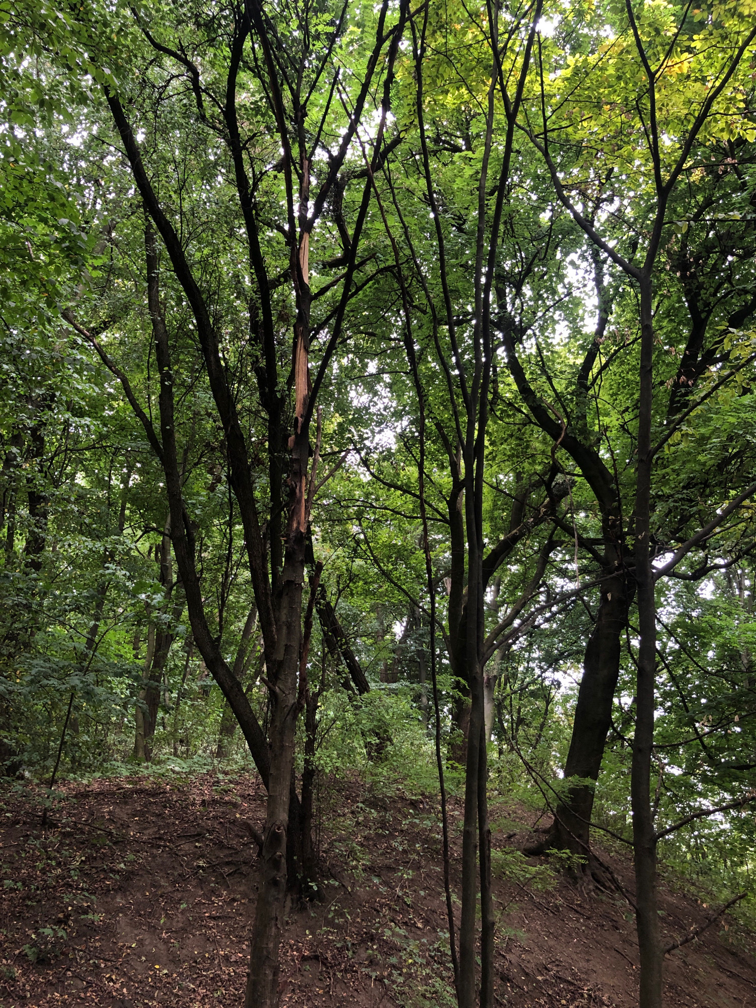 The image depicts a dense forest scene with tall trees and lush green foliage. The ground is covered in dirt, fallen leaves, and exposed roots, suggesting a natural, undeveloped area. A prominent tree in the center exhibits damage, with a large section of bark and wood missing from its trunk. The canopy of leaves filters sunlight, creating a dappled effect. The overall impression is one of a wild, overgrown forest. This scene is consistent with the natural wooded areas found within Lviv, Ukraine, potentially in parks like Park of Culture and Rest or Lysa Hora.