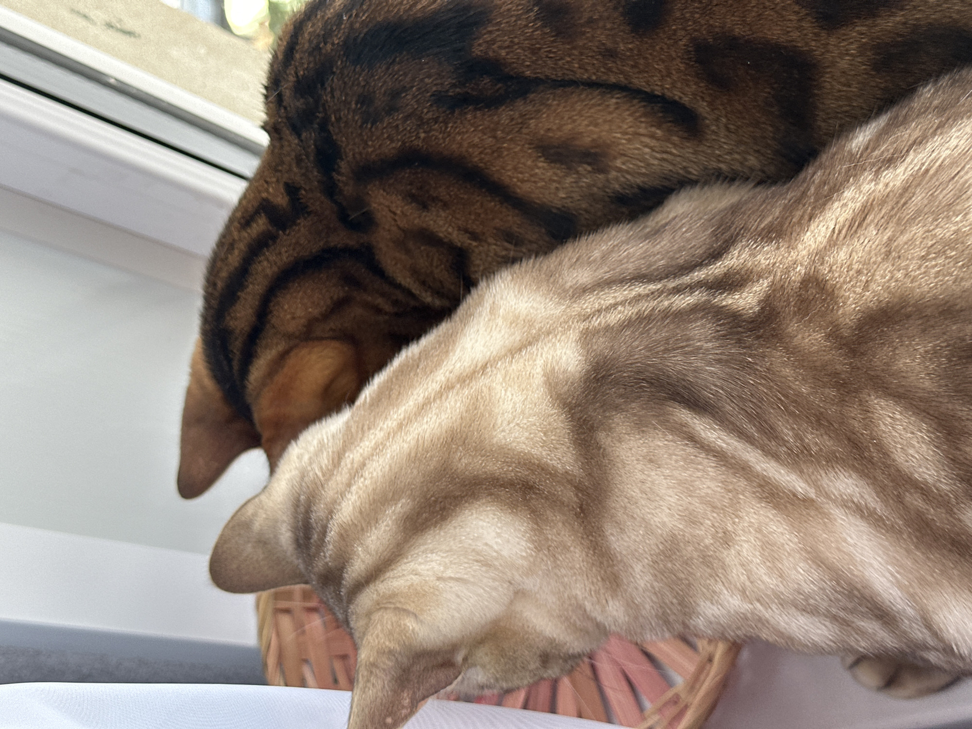 Two domestic cats are visible in the image, positioned next to each other near a window. The cat in the foreground has a light brown coat with darker stripes. The cat behind it has a darker brown coat with prominent black stripes. Both cats are facing away from the camera, towards the window. A woven basket is partially visible on the left side of the image, behind the foreground cat. The background includes a white curtain on the left and a window with a view of an outdoor environment on the right. The scene appears to be indoors, with natural light entering from the window. The location in the city of Energetik, Russia is not determinable from the image itself.