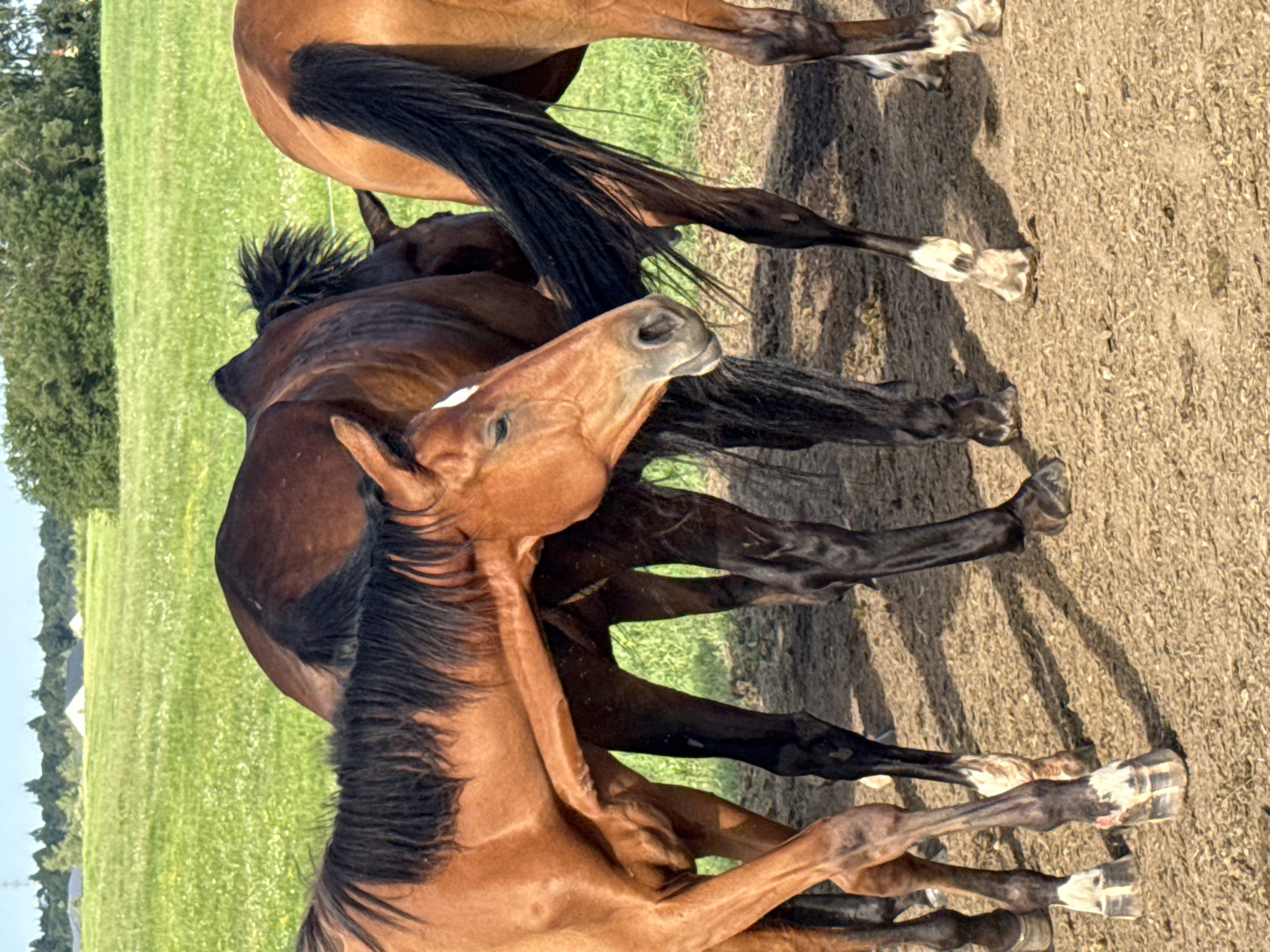 This is a photograph of three horses in a field, likely on a farm, in the vicinity of Galinė, Lithuania. The horses are chestnut and dark brown in color. Two of the horses are in the foreground, with one leaning its head towards the other. The third horse is in the background, partially obscured. The ground is sandy and dry, with some patchy vegetation. In the background, a green field stretches towards a line of trees and a clear blue sky. There are no people or man-made structures immediately visible in the frame, although there is a hint of buildings and a power line in the distance. The lighting suggests it is daytime, likely late afternoon due to the long shadows cast by the horses.