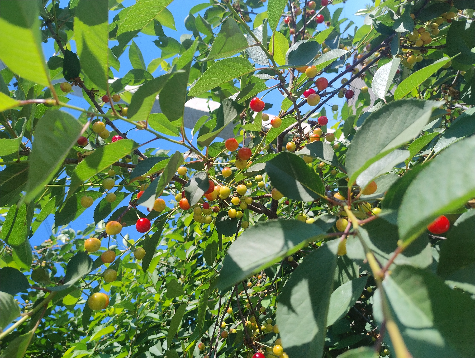 The image shows a close-up view of a cherry tree branch laden with ripening cherries and green leaves. The cherries are in various stages of ripeness, with some appearing yellow-orange and others a vibrant red. The leaves are lush and green, with sunlight filtering through them, creating dappled shadows. The background is a clear blue sky. There are no people or specific landmarks visible to indicate a city or location.
