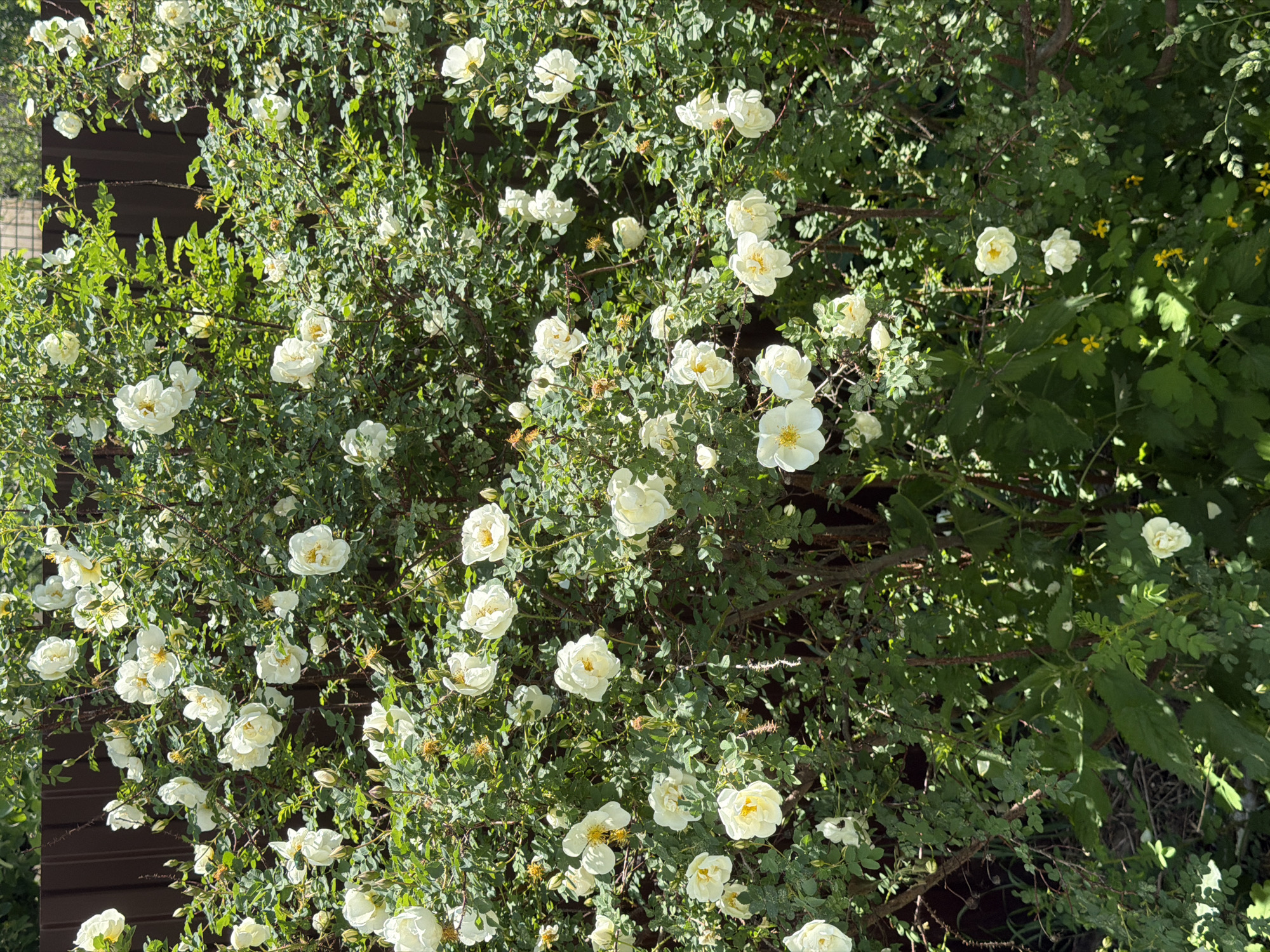 The image shows a bush of white roses in full bloom, with a dense covering of flowers and green foliage. A dark brown fence is visible behind and to the left of the bush. The setting appears to be outdoors, possibly a garden. A few yellow flowers are visible on the right side.