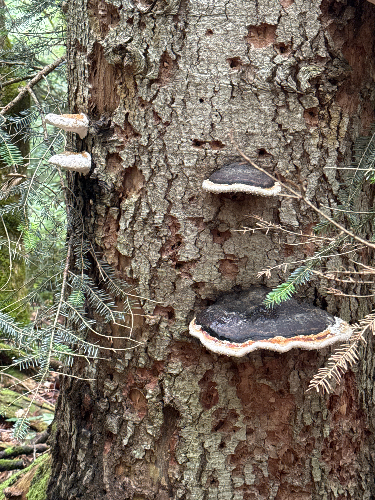 The image shows a close-up of a mature tree trunk with several bracket fungi growing on its bark. The bark is rough and textured, with a grayish-brown hue. Two large, dark-capped bracket fungi with white and orange edges are prominently displayed. Higher up on the trunk, two smaller, pale bracket fungi are visible. Evergreen branches with sharp needles are interspersed throughout the frame, some in focus and some blurred, suggesting a forest or wooded environment. The lighting appears to be natural, indicating an outdoor setting. The image does not contain any people or depict any specific actions or interactions. There is no indication of the location being in the city of Temnolesskaya, Russia, or any other specific geographic area.