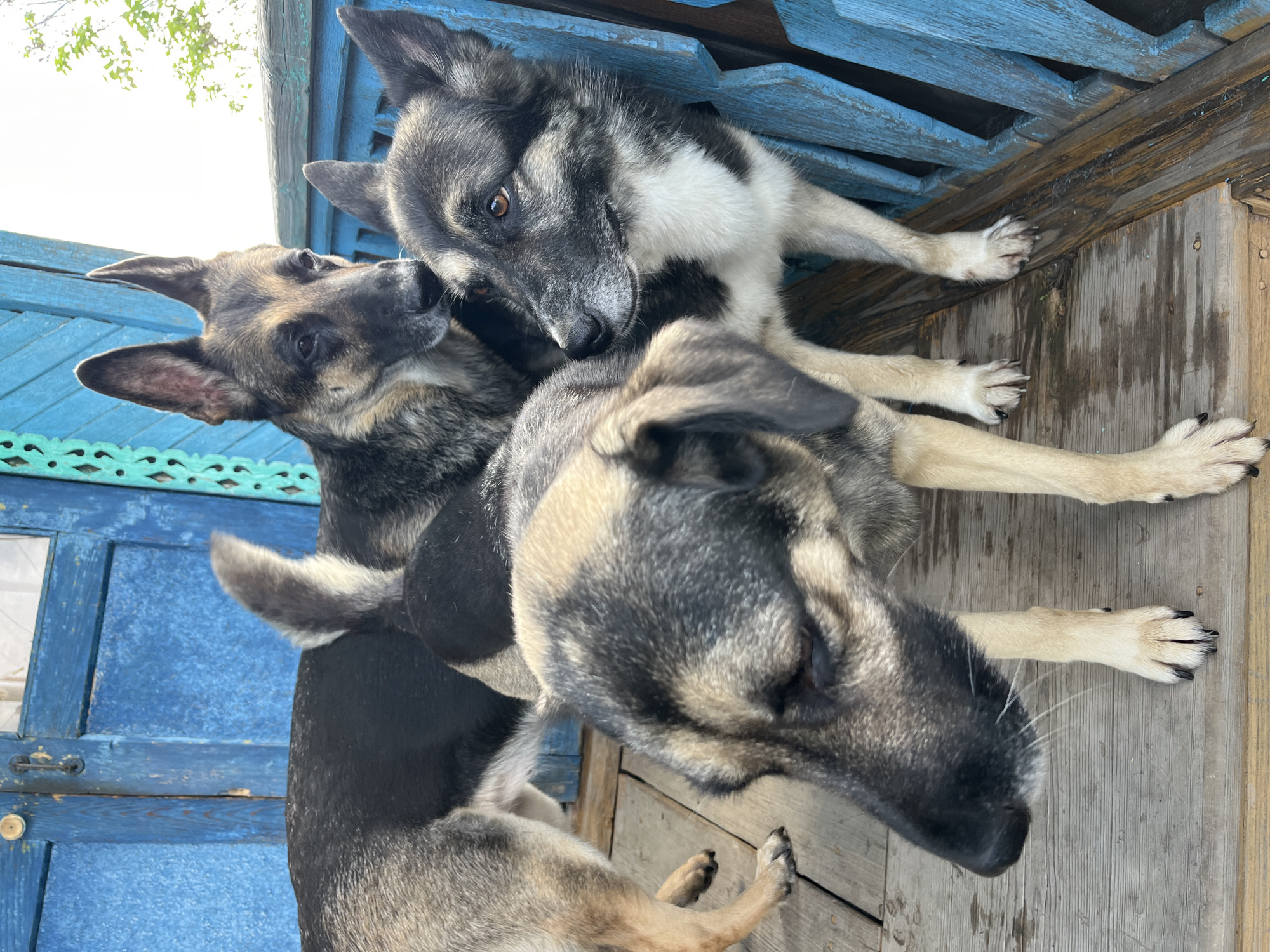 The image shows three dogs on a wooden porch with blue painted railings. The dogs are of varying sizes and appear to be mixed breeds, possibly with German Shepherd ancestry, given their coloring and ear shapes. The dog in the foreground is looking down and to the left, with its head partially obscuring its body. To its right and slightly behind it, another dog is looking to the right, with a white chest and dark markings on its face. The third dog is mostly visible from the back and side, with its head turned towards the other two dogs. The porch is constructed of weathered wooden planks, and the blue railings have a distressed paint finish with some decorative cutouts. The background shows a blue wooden door and a hint of greenery. The scene is set outdoors, likely on a residential property. There is no indication of the specific location within Nizhny Tagil, Russia, beyond it being an outdoor setting.