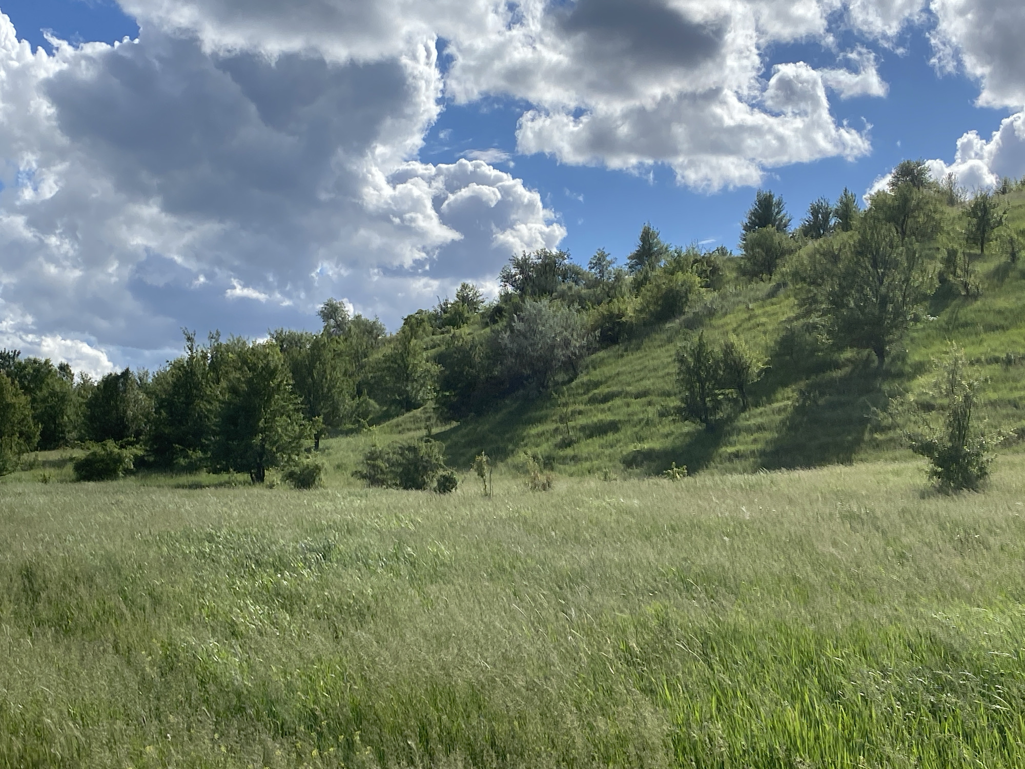 The image depicts a landscape with a field of tall green grass in the foreground, sloping upwards to a hillside covered in trees and shrubs. The sky is blue with scattered puffy white clouds. The location is Ustyvytsia, Ukraine.