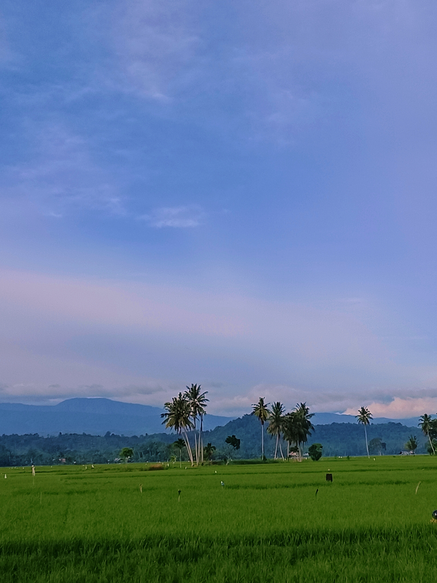 This image captures a serene rural landscape in Kampung Jumpa, Indonesia. The foreground is dominated by a vast, vibrant green rice paddy, suggesting an agricultural setting. Scattered throughout the field are several rustic scarecrows, indicating efforts to protect the crops. In the middle ground, a cluster of tall palm trees stands out against the backdrop of rolling hills covered in lush vegetation. Beyond the hills, majestic mountains form a distant horizon, their peaks softened by a hazy atmosphere. The sky above is a canvas of soft blue, tinged with wisps of pink and purple clouds, hinting at either dawn or dusk. The overall scene is tranquil, showcasing the natural beauty of the Indonesian countryside.