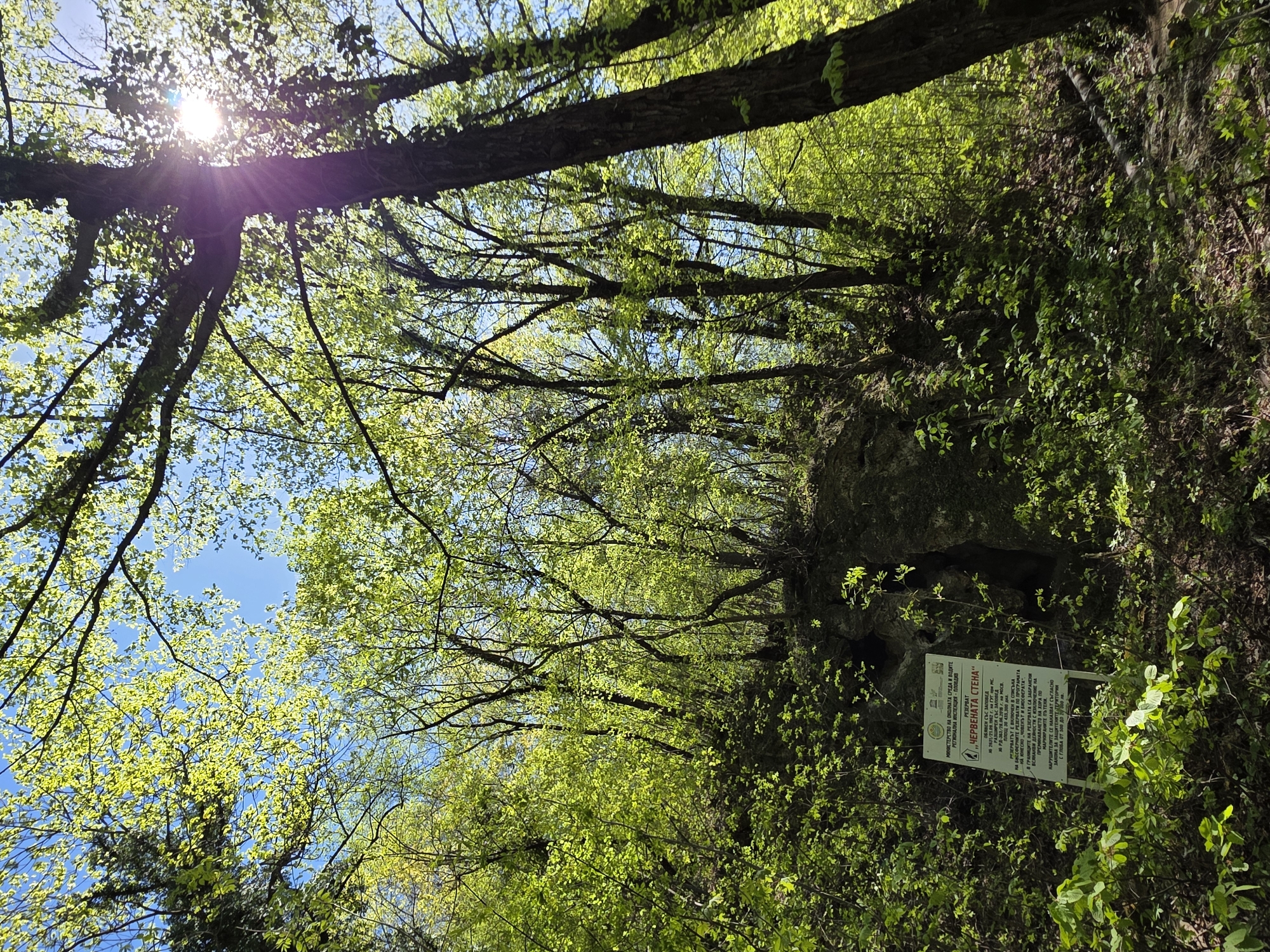 The image shows a forest scene in Бачковски манастир, Bulgaria. The camera is angled upwards, capturing the canopy of trees with vibrant green leaves and branches intertwined. Sunlight streams through the trees in the upper-left corner, creating a bright glare. A blue sky is visible through the gaps in the foliage. On the right side of the frame, there is a patch of dense vegetation leading up to a rocky area. A sign is posted among the plants, with text in Cyrillic, indicating it is a protected area reserve called "Червената стена" (Chervenata Stena).