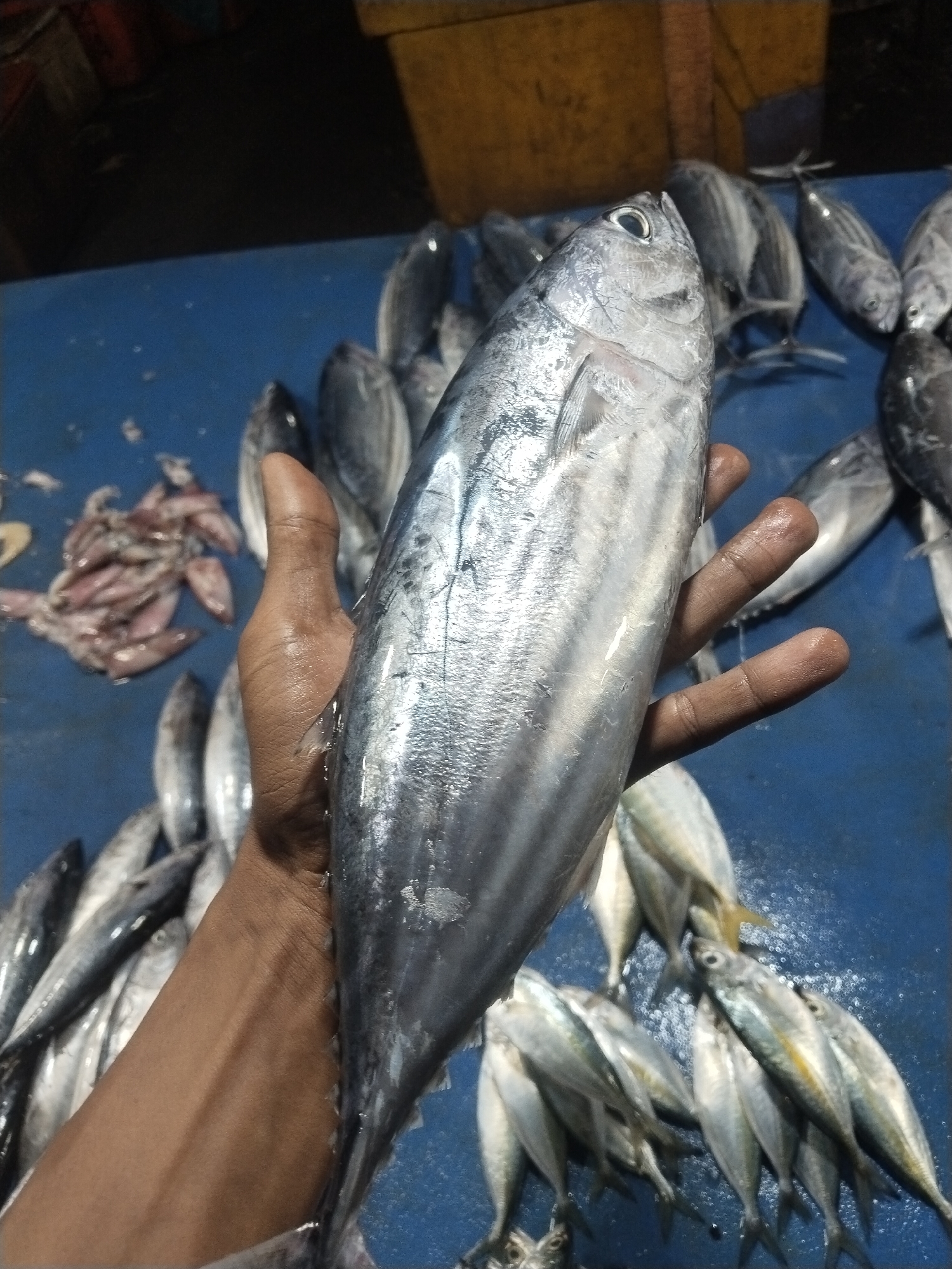 A close-up photograph captures a person's right hand holding a large, slender fish against a backdrop of many other fish laid out on a blue surface. The prominent fish held by the hand is predominantly silvery, with some darker markings on its dorsal side and fine scales. Its large, dark eye is clearly visible, and its fins appear intact.
The hand gripping the fish is of a medium-dark skin tone, with visible finger lines and some veins on the forearm, suggesting an adult individual. The fish is held firmly, oriented horizontally across the frame.
The blue surface, likely a table or tarp, is wet and covered with numerous other fish of varying sizes. Most of these fish are smaller than the one being held, and they exhibit similar silvery-grey hues, indicating a fresh catch. They are scattered across the surface, some individually, others in small piles. In the upper left portion of the image, there is a small cluster of what appears to be cleaned squid or small fish parts, possibly offal, suggesting processing activity.
The background is dark and blurred, with faint hints of yellow or brown structures that could be containers or market stalls, situating the scene within a market or fishing port environment. The lighting is diffused, possibly artificial or from an overcast day, providing consistent illumination without harsh shadows.
The activity depicted is likely the display, inspection, or sorting of freshly caught seafood, characteristic of a fish market in a coastal area like Lhokseumawe, Indonesia. No discernible text is visible in the image. The scene conveys a practical, working environment associated with the seafood trade.