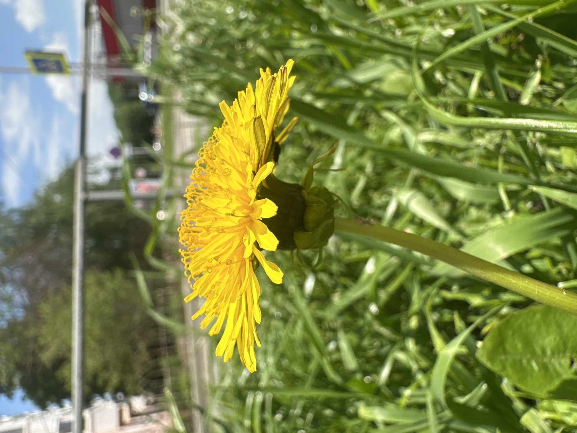 A close-up captures a vibrant yellow dandelion in full bloom. The flower is surrounded by green grass and other foliage. In the blurred background, architectural structures and a street sign suggest an urban environment. The location is Stavropol, Russia, evidenced by the architecture and signage.