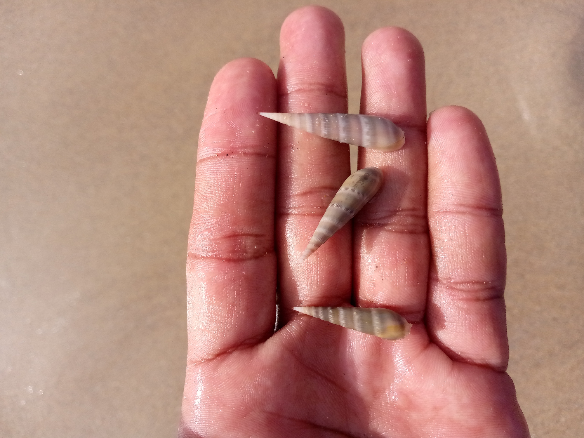 A close-up photograph depicts an open human palm holding three auger shells. The skin of the hand is pinkish-red and appears slightly wet. The shells are elongated, conical, and feature alternating bands of light and darker colors. The background is a blurred beige surface, possibly sand. The location is inferred to be Juan Griego, Venezuela, based on the prompt, although this is not directly visible in the image. There are no visible people, actions, or interactions other than the presence of the hand holding the shells.