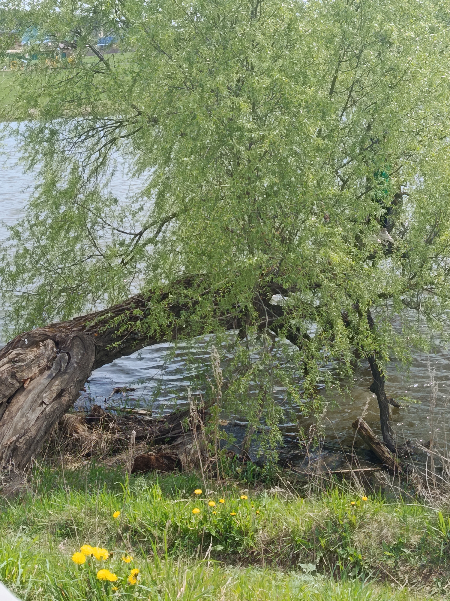 The image shows a tree leaning over the water, likely a lake or river, in Фоки, Russia. The tree has a large, exposed root system and its branches extend low to the ground, some reaching into the water. The leaves are green and dense. The water is calm with visible ripples. The shoreline is grassy with yellow wildflowers (dandelions) visible. The setting appears to be a natural area or park. There are no people visible in the image.