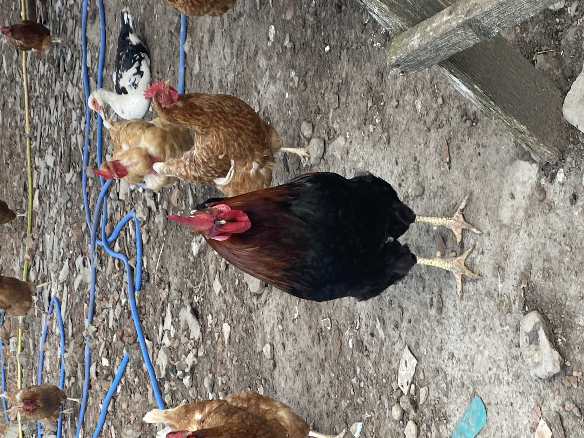A flock of chickens and a duck are gathered on a dusty, rocky ground in what appears to be a farmyard. A prominent black and red rooster stands in the foreground, facing the camera directly. Several brown hens are scattered around, with one light brown hen positioned behind the rooster and another further back to the right. A white and black duck is visible in the middle ground, looking to its left. Blue hoses and some scattered debris are present on the ground, suggesting an outdoor, possibly agricultural setting. The overall scene is a candid snapshot of farm animals in their environment.