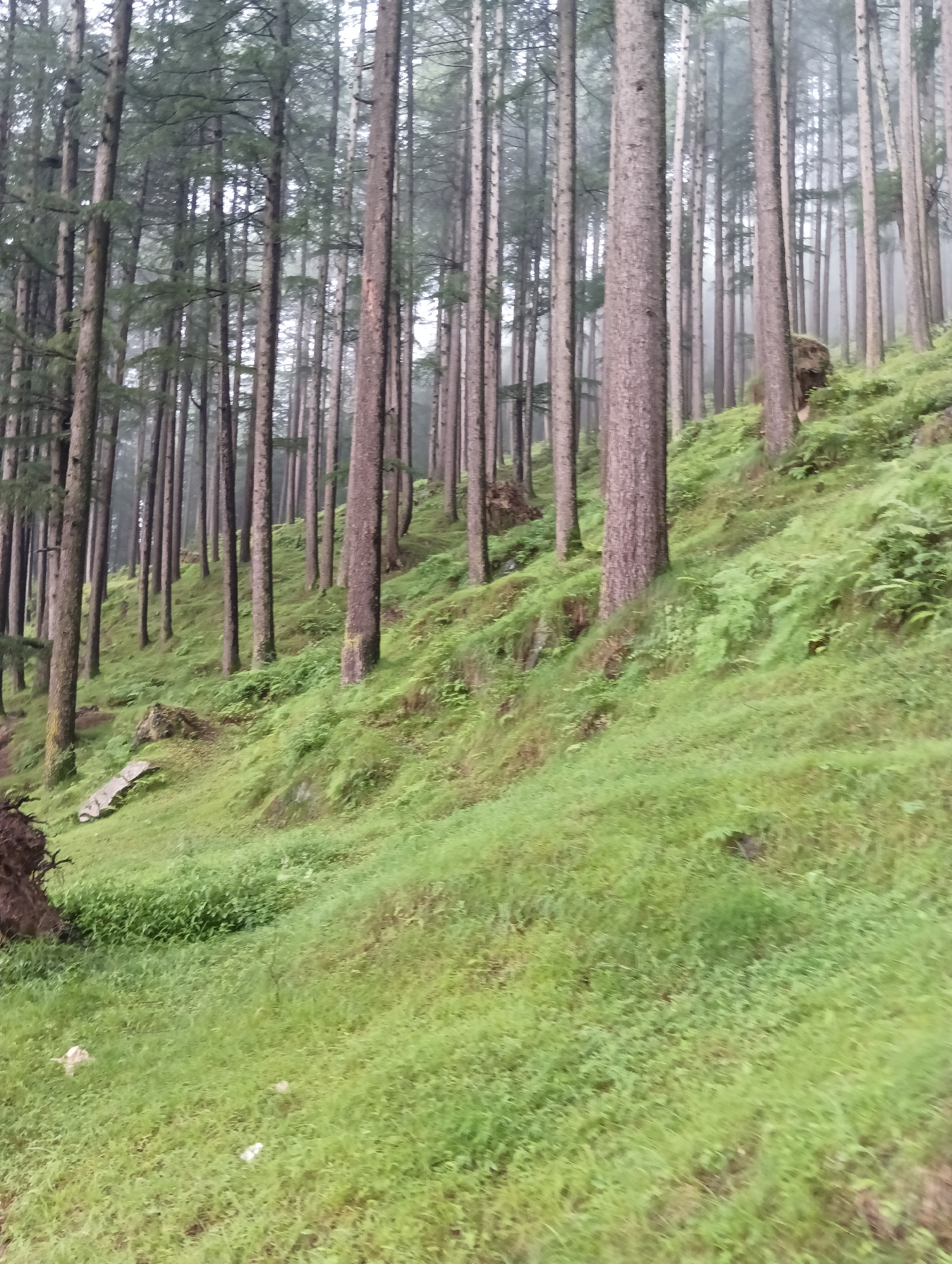 The image depicts a dense forest in Chhyal, India, characterized by tall, slender pine trees with rough bark. The forest floor is covered in a thick carpet of vibrant green grass and ferns, indicative of a humid and possibly mountainous environment. The trees are closely packed, suggesting a natural, undeveloped area. The atmosphere appears to be slightly overcast or misty, common in hilly regions of India. There are no people or animals visible in the frame. The scene is one of natural, undisturbed wilderness.