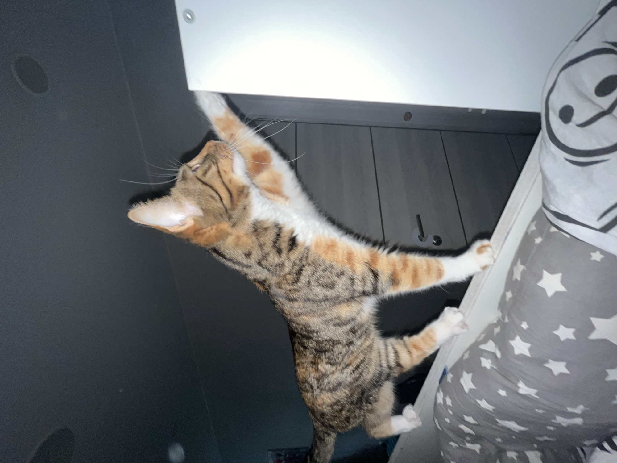 A calico cat is standing on the edge of a surface, its right foreleg extended upwards and to the right, touching a white vertical surface. The cat has orange, black, and white fur. It is looking to the right. The background is dark, with a gray door visible on the left. A duvet with a star pattern is visible in the foreground, below the cat. The image is taken indoors, and there is no indication of the cat's location in Nizhny Novgorod, Russia.