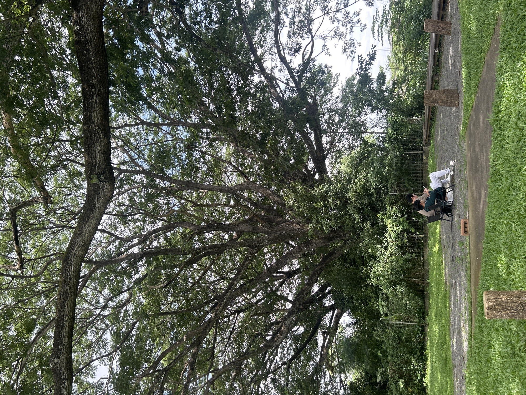 In Tambon San Phi Suea, Thailand, two individuals are seated on chairs outdoors, beneath the expansive canopy of a large tree. One person is wearing a light brown shirt and white pants, while the other is in a green hoodie and white pants. Both are looking down, possibly at a phone or tablet. The ground is covered with gravel and grass, and a pathway is visible in the foreground. A wooden board walk and two tree stumps are also present in the scene. The overall environment appears to be a park or recreational area.