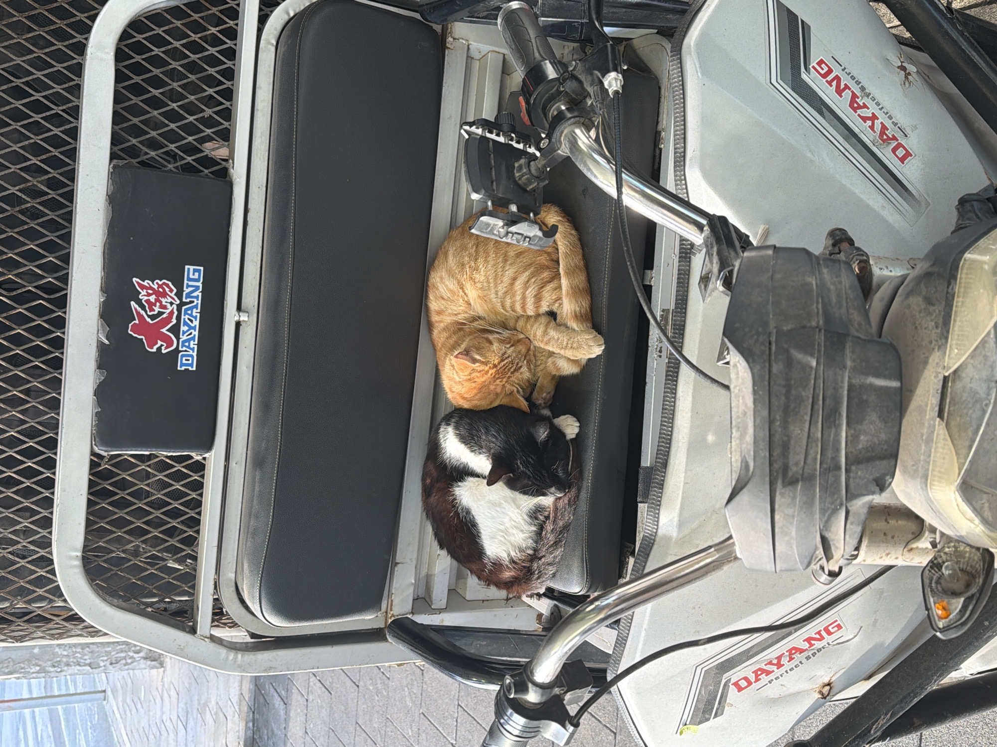 Two cats are peacefully sleeping, curled up on the black cushioned seats of a utility tricycle or cargo motorcycle, viewed from above and slightly to the side. The image is oriented so the vehicle appears sideways.
The first cat, an orange tabby, is curled into a tight ball, resting its head on its paws, positioned towards the front of the seating area near the vehicle's handlebars. Adjacent to it, a second cat, predominantly black with significant white markings on its chest, face, and paws, is also curled up and sleeping soundly.
The vehicle itself is light grey with black cushioned seats and a metal frame with a mesh cargo area visible to the left. The front cowl of the vehicle features the brand name "DAYANG" in red capital letters, with "perfect sport" written underneath. The same "DAYANG" logo, accompanied by Chinese characters (大陽), is visible on a black padded backrest in the cargo section. Visible parts of the vehicle include the silver handlebars, throttle grip, brake levers, and a phone mount attached near the handlebars. The scene takes place outdoors under bright, sunny conditions, suggesting it is daytime. The cats appear calm and undisturbed, taking advantage of the warm, comfortable spot.