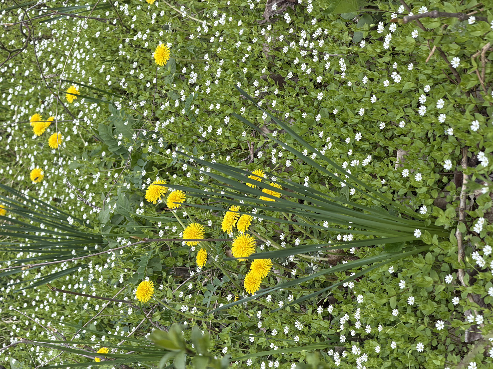 The image depicts a field of dandelions and small white flowers, possibly chickweed, interspersed with green foliage. There are some dark green leaves and long green stems present. The photograph was taken in Dnipro, Ukraine. The focus is on the density of plant life, with a mix of yellow and white blossoms against a backdrop of green. There are no people or animals visible. The image captures a natural scene with a variety of wildflowers.
