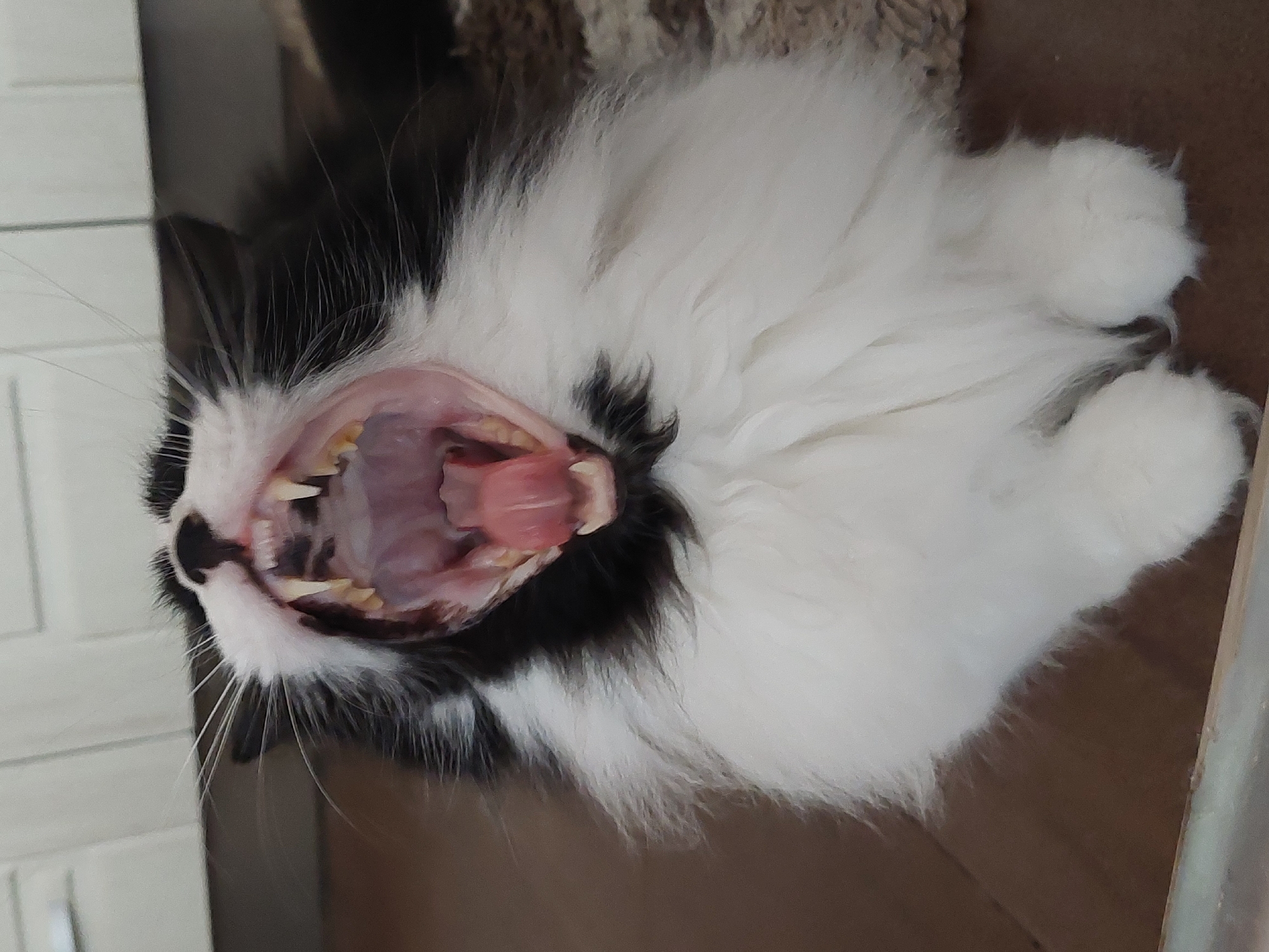 A black and white bicolored cat is captured in a close-up, rotated image, lying on its side while mid-yawn. Its mouth is wide open, prominently displaying its sharp canines, smaller incisors, and some yellowish molars/premolars, along with its pink tongue and the interior of its mouth. The cat has long, fluffy white fur covering its chest and paws, contrasting with the black fur on its head and parts of its body. Visible long white whiskers extend from its muzzle. The cat's eyes appear to be closed or squinted due to the yawn, indicating relaxation. The background is blurred, showing a lighter, possibly tiled or paneled surface on the left, and a darker brown surface, likely wood, on the right and beneath the cat. There are no discernible location cues, time of day indicators, or visible text in the image.