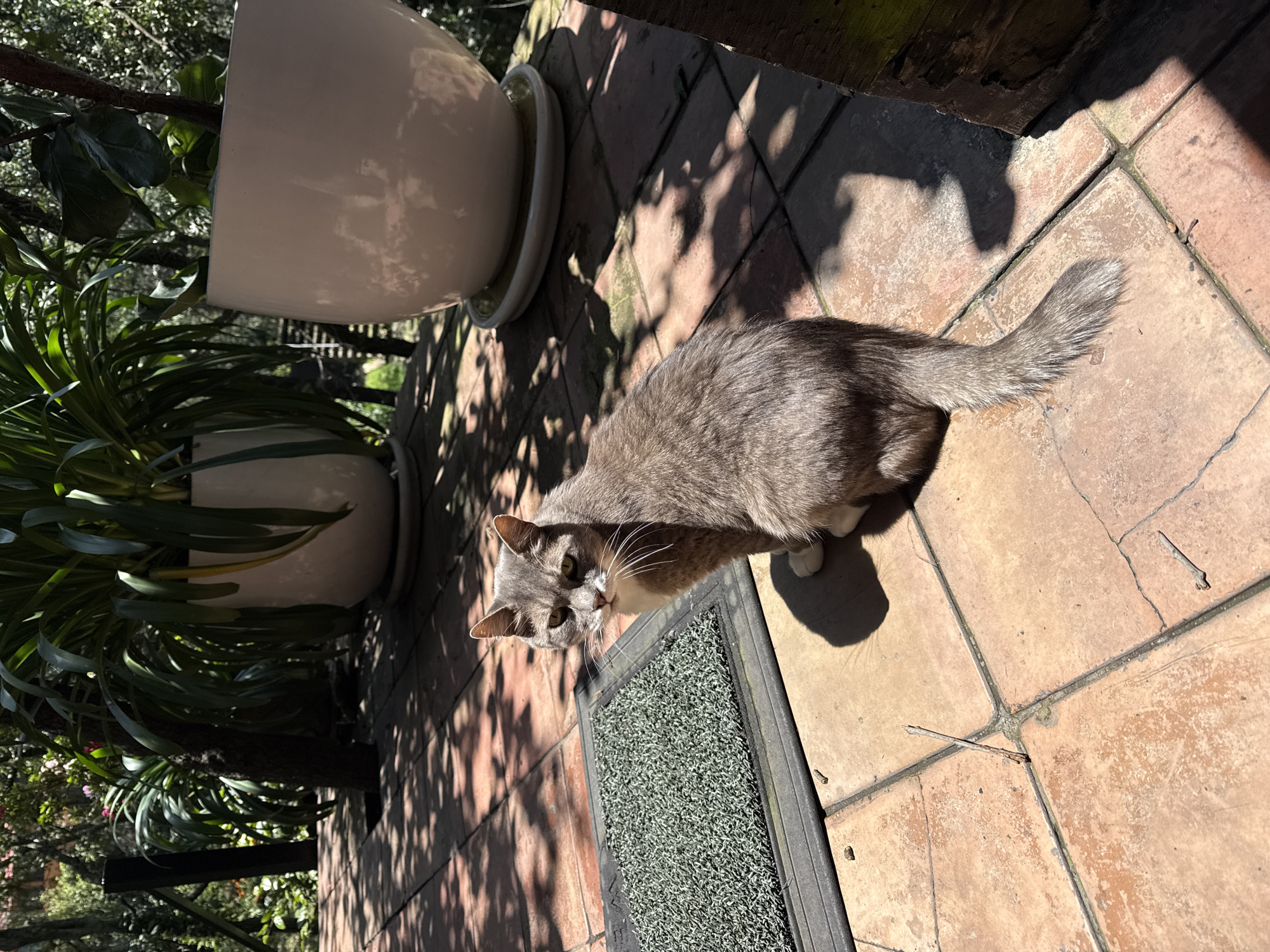 A gray and white cat sits on a tiled patio in Ciudad de México, Mexico. The cat is facing left, with its head turned slightly towards the camera. It has green eyes and white whiskers. A dark green mat is to the left of the cat, and two large white planters are in the background. The patio is in the shade of trees, and sunlight filters through the leaves, creating dappled patterns on the tiles. A wooden railing is visible on the right side of the image.