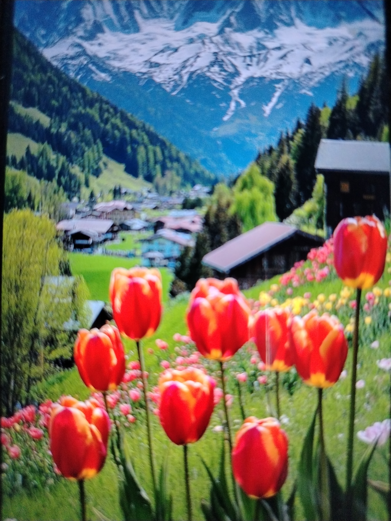 The image depicts a vibrant spring landscape. In the foreground, several red and yellow tulips are in bloom, their petals catching the light. The tulips are on thin green stems, some of which are visible. Behind the tulips, a hillside is covered with lush green grass dotted with smaller pink and yellow flowers. In the middle ground, a cluster of traditional-looking houses with dark roofs is nestled amongst green trees. Further in the background, a majestic mountain range rises, its peaks capped with snow, contrasting with the bright blue sky. The overall impression is one of natural beauty and tranquility in a mountainous region. There is no indication of the location being the city of Qorowul, Uzbekistan.