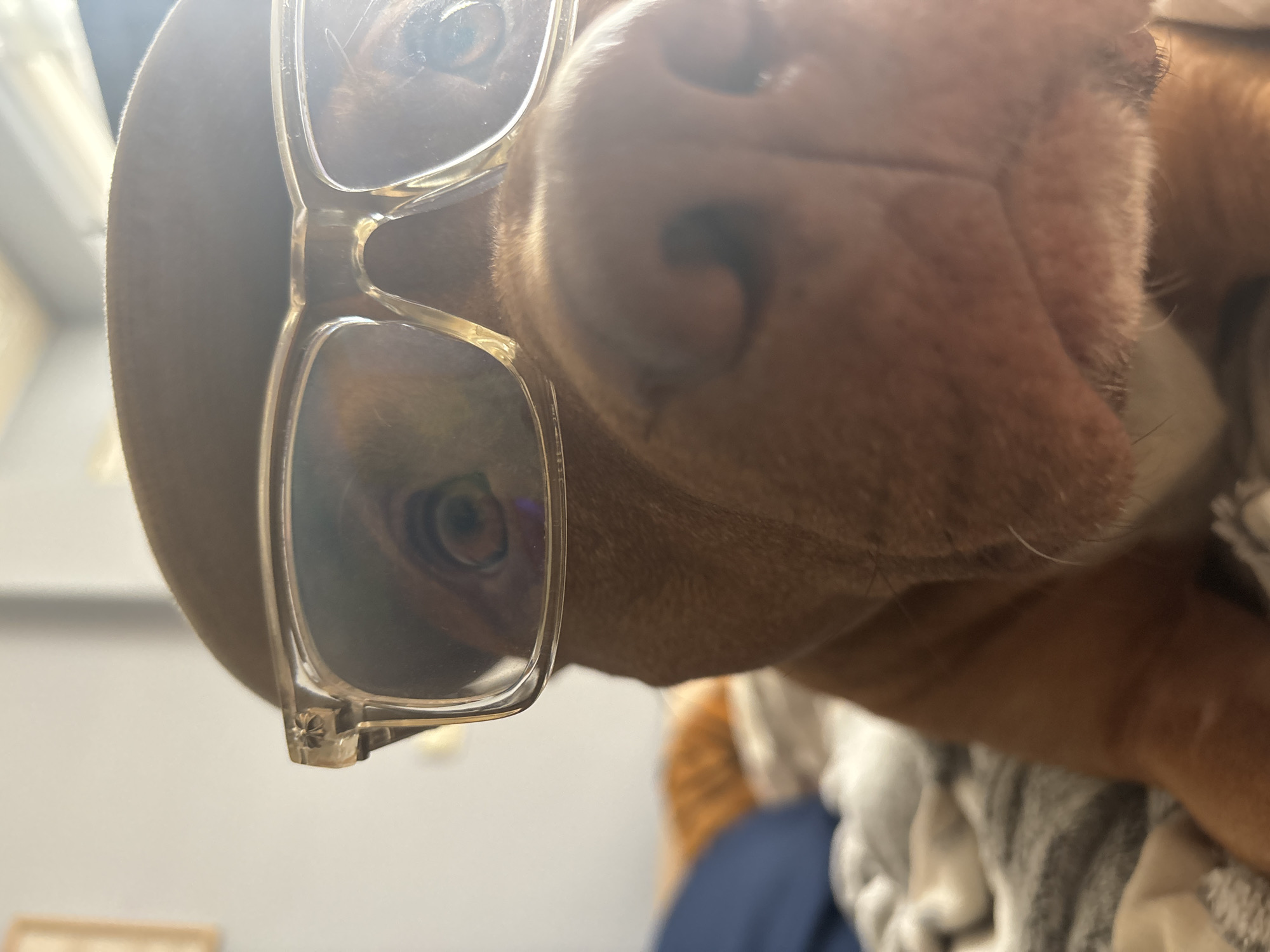 An extreme close-up, low-angle shot of a brown dog wearing clear-framed glasses. The dog's snout and one eye are prominent, filling most of the frame. A blanket is visible in the lower right corner. The image provides no information about Sofia, Bulgaria.