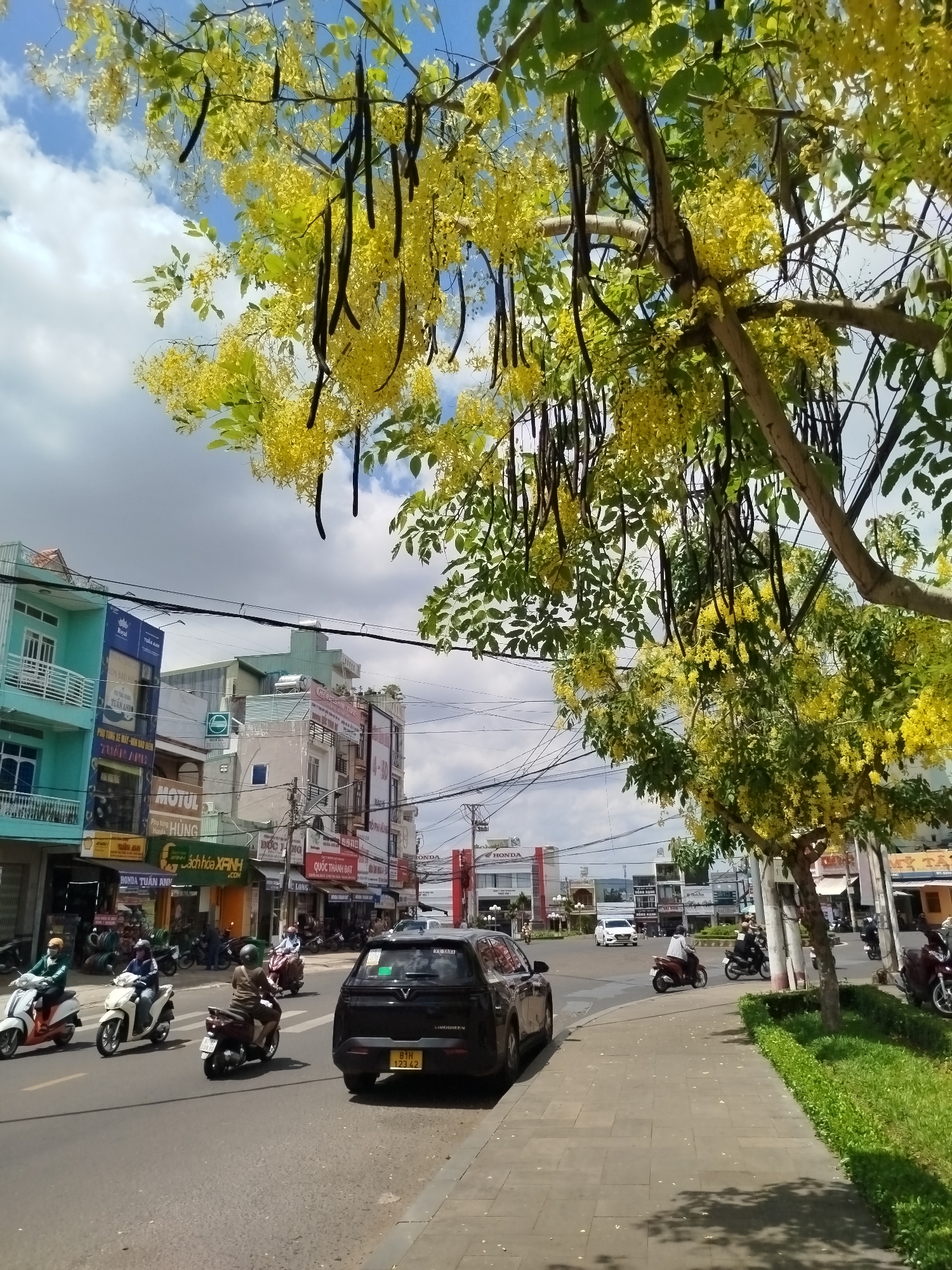The image shows a street scene in Pleiku Ward, Vietnam, characterized by a mix of urban infrastructure and nature. A black car is parked along the right side of the road, bearing the license plate "81H 123.42." Several scooters are navigating the road alongside the car. Businesses with signage are visible across the street, including those affiliated with "HONDA." Overhead, a network of electrical wires crisscrosses the sky. The environment is further embellished by a tree laden with yellow flowers and long, dark seed pods, adding a touch of nature to the urban setting. The sky is partly cloudy.