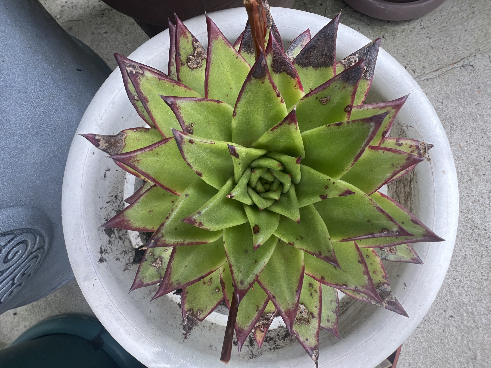 A high-angle, close-up shot shows a succulent plant in a white pot. The succulent has thick, pointed, green leaves with red edges, arranged in a rosette pattern. Some leaves have brown spots and tips. The pot is slightly dirty and sits on a concrete surface, with parts of other potted plants visible in the background. The location is not discernible from the image.