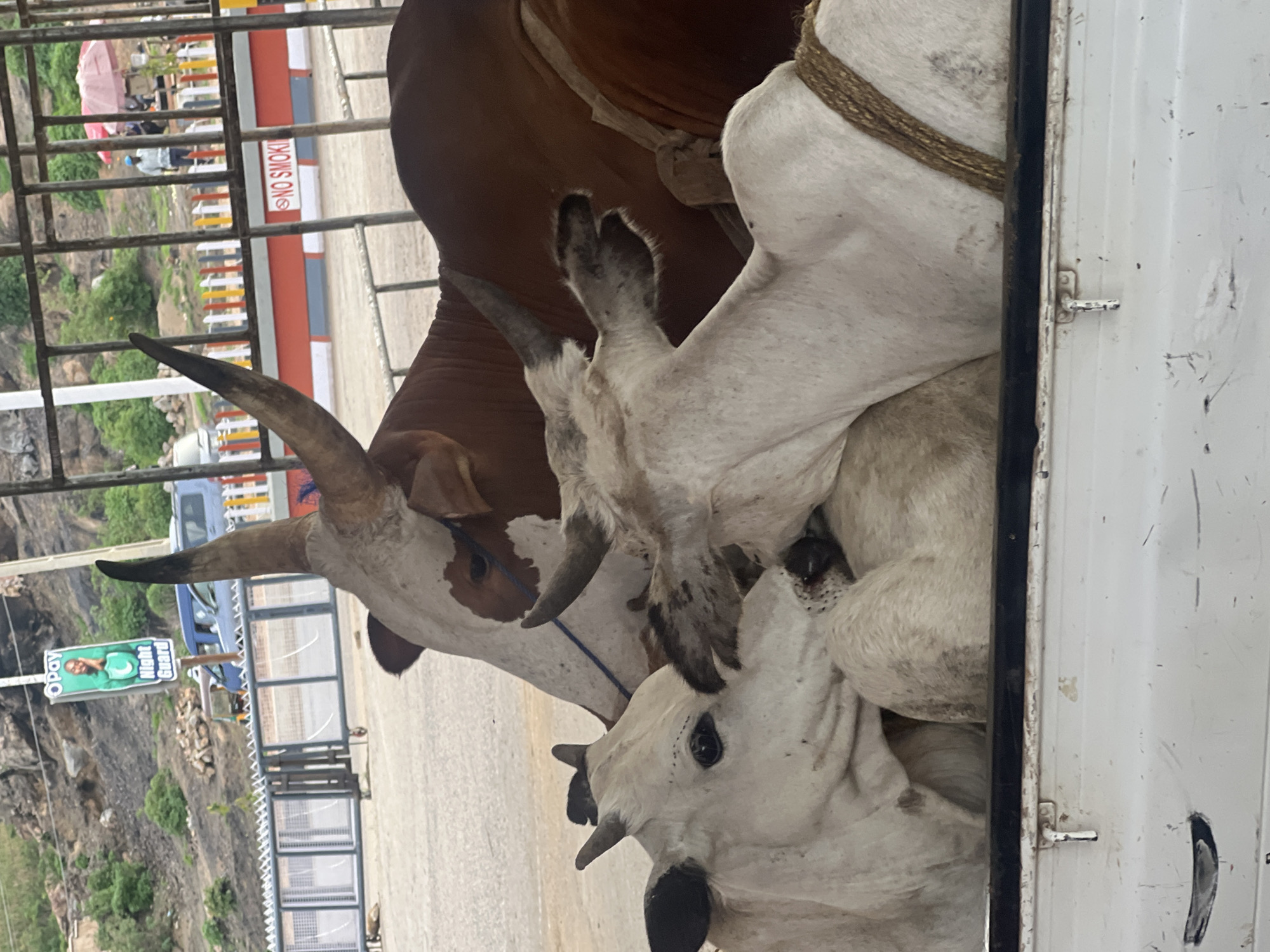 Three cattle are crowded into the back of a white vehicle, likely a truck. The cattle are a mix of colors: white and brown. The setting appears to be a roadside in Gura Top, Nigeria. Signs are visible, along with roadside infrastructure like metal fencing. The background includes a hillside with vegetation. One sign visible reads "No Smoking." Another sign, oriented vertically, is an advertisement. The cattle are tightly packed and pressed against the side of the vehicle.