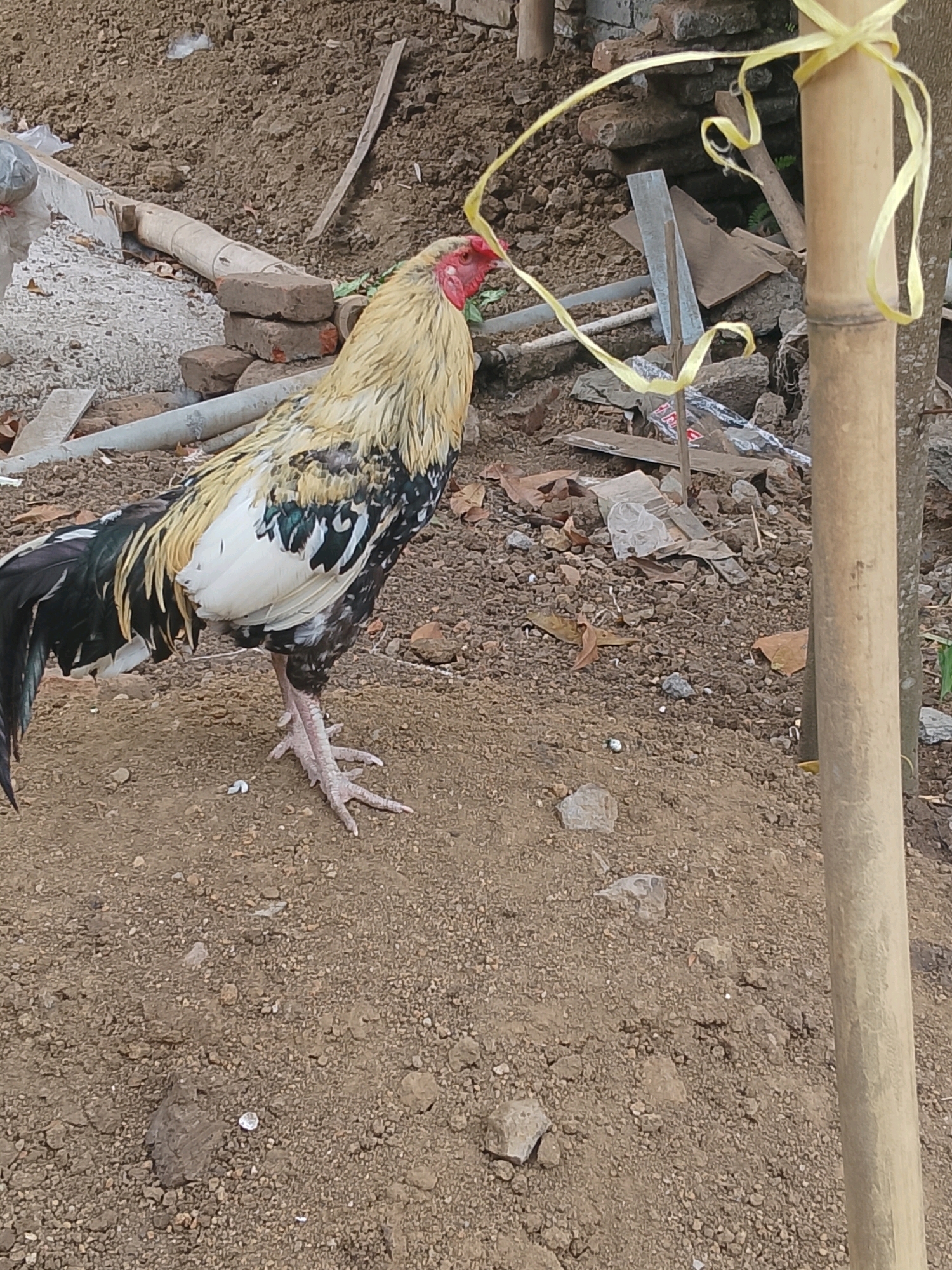 A rooster stands on a dirt ground. The rooster has a yellow and black patterned body with white feathers on its chest and black tail feathers. It has a red comb and wattle. The background is filled with dirt, rocks, and some debris, including bricks and a bamboo pole with a yellow ribbon tied around it.
