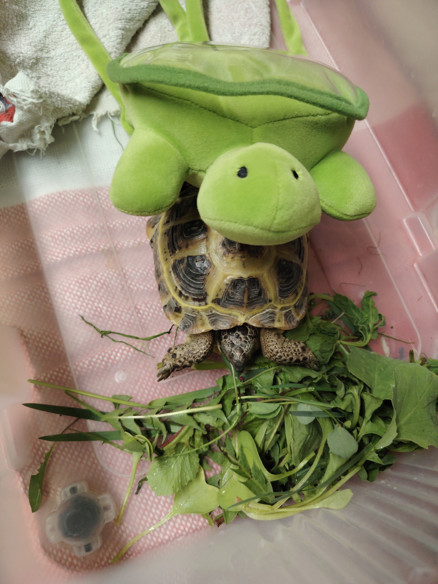 A medium shot shows a tortoise with a plush turtle toy on its back, positioned inside a light pink plastic container. The tortoise is standing on a bed of green leafy vegetables. A small, white, four-pronged object is visible in the bottom left corner of the container. A white towel is situated at the top left of the image, partially obscuring the top corner of the container. The tortoise's shell is patterned with brown and tan markings. The location is presumed based on information unavailable.