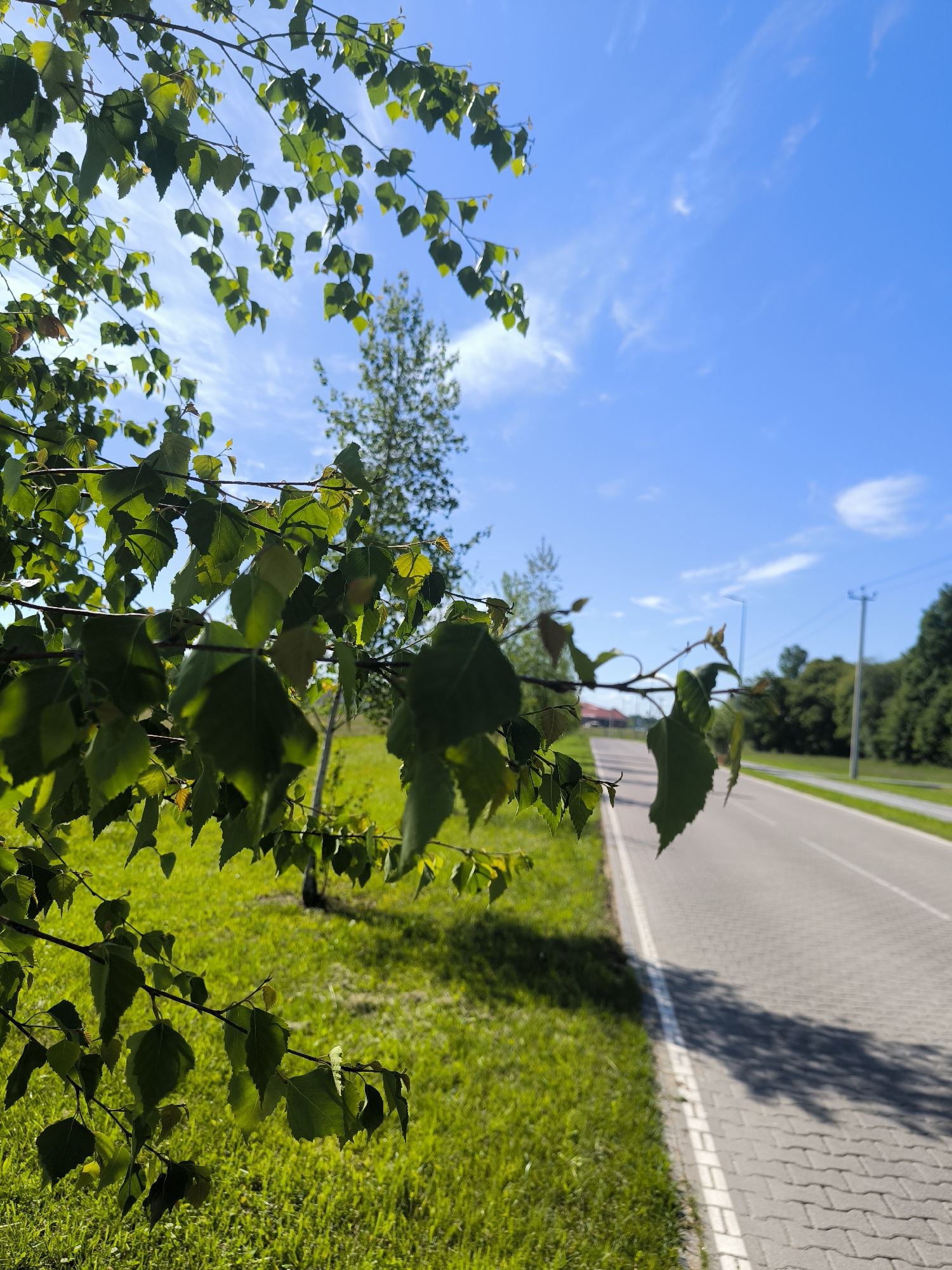 The image depicts a roadside scene in Laskino, Russia, on a clear, sunny day. In the foreground, lush green grass lines the edge of a paved road constructed with interlocking grey pavers. A white line marks the border between the grass and the road. Shadows of leaves and branches from an overhanging tree are cast across the pavement. The road curves to the right, disappearing into the distance. To the right of the road, a dense line of green trees forms a backdrop. In the middle ground, a solitary tree stands in the grassy area. Overhead, a bright blue sky is dotted with wispy white clouds. The overall scene is natural and peaceful, with no people or specific actions captured.