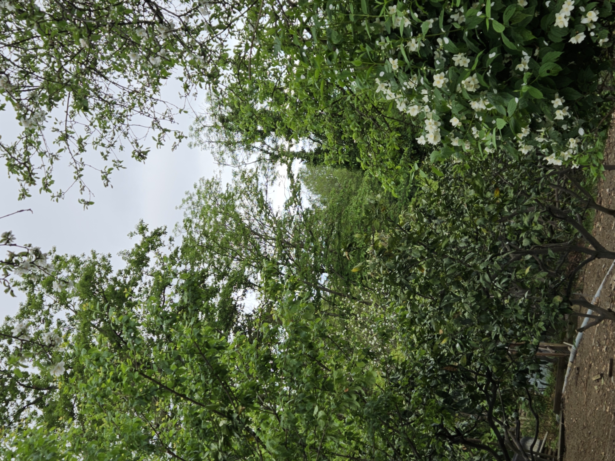 The image shows a view upwards through dense vegetation in what appears to be a garden or park setting. The sky is overcast and visible through the spaces between the trees. Several tree types are present, with varying leaf textures and some displaying small white blossoms. The ground is visible in a narrow strip on the right, consisting of packed dirt or soil. The image is tilted slightly. Given the prompt, this could be a scene within Sochi, Russia.