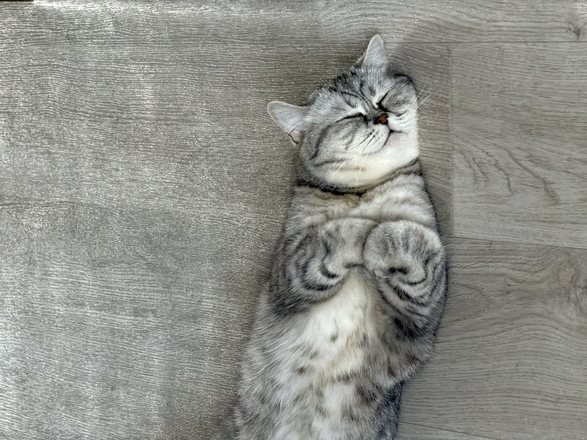 A gray tabby cat is lying on its back on a gray wood-patterned surface. The cat has its eyes closed and its front paws curled up near its chest. The location is not specified in the image, and there is no way to ascertain if it is in Chaikovsky, Russia.