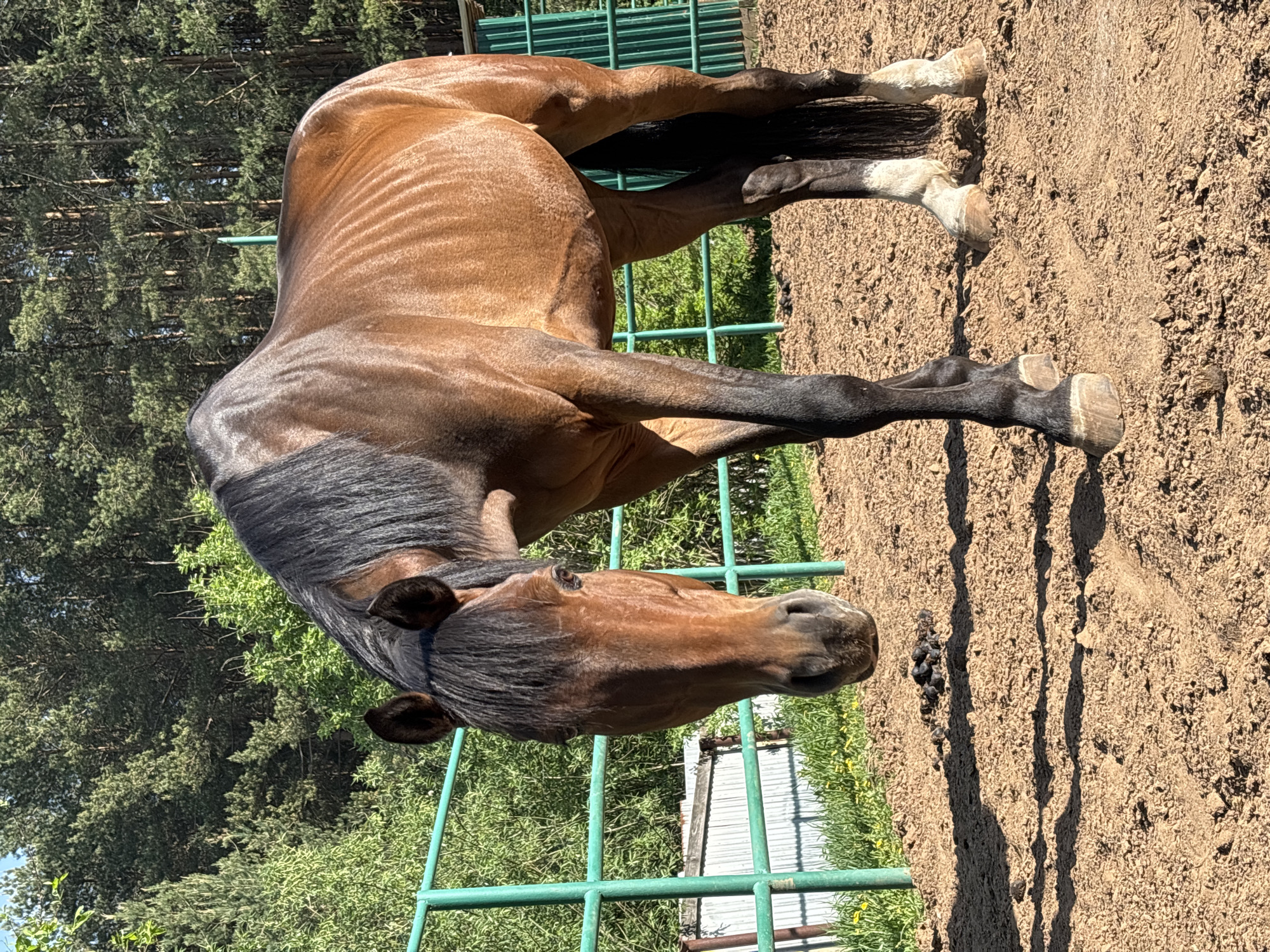 A brown horse with a black mane and tail stands in a sandy enclosure with a green metal fence. The location appears to be outdoors, possibly in the city of Русский Вожой, Russia, based on the user's prompt. Trees are visible in the background. The horse seems to be standing still. Some horse manure is visible on the ground.
