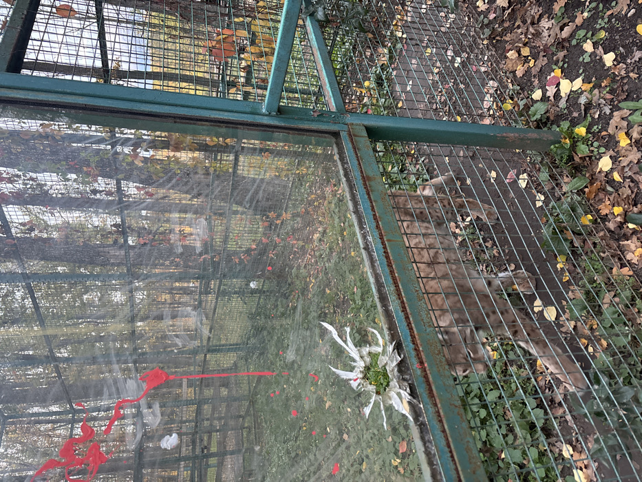 An outdoor animal enclosure, identified as being in Lisne, Ukraine, is depicted under an overcast sky during autumn. The enclosure consists of green-painted metal mesh fencing, partially rusted, interspersed with transparent panels, likely acrylic or glass.
A lynx, distinguished by its light brown spotted fur, walks from left to right on a dirt path within the enclosure. Its head is slightly lowered. The enclosure floor is covered with sparse green vegetation and scattered yellow, brown, and red autumn leaves.
One transparent panel, located centrally in the foreground, exhibits significant damage: a star-shaped impact fracture with a central circular hole approximately 10-15 cm in diameter, through which green foliage is visible. The fragmented material around the hole is white and jagged.
Another transparent panel, positioned in the upper left, is marked with bright red liquid splatters and drips. Multiple small, white, irregular objects, consistent with discarded paper or plastic, are caught on the fencing and transparent surfaces. The transparent panels themselves appear smudged and scratched.
In the background, behind the enclosure, a dense cluster of deciduous trees with autumnal foliage (yellow, orange, and red leaves) and some climbing vines is visible. No people are present.