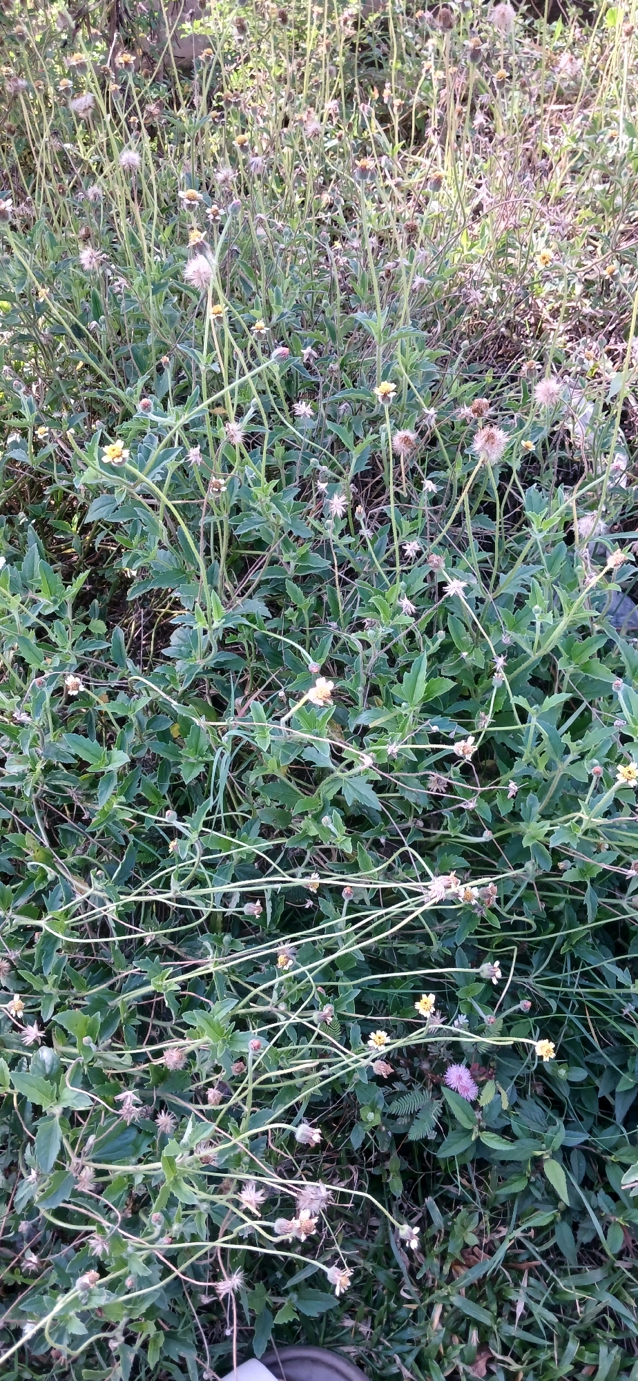 The image depicts a patch of dense, overgrown vegetation in an outdoor environment. The plants are predominantly green, with numerous thin, light-colored stems reaching upwards and outwards, creating a tangled appearance. Small, delicate flowers are scattered throughout the foliage. Some of these flowers are white with yellow centers, while others appear to be developing seed heads or are in a dried state. There are also a few small, purplish-pink flowers visible. The ground beneath the plants is covered in grass and other low-lying greenery, with some areas of shadow suggesting uneven terrain or the presence of larger plants out of frame. The overall impression is one of untamed nature, possibly a neglected garden bed, roadside verge, or natural area within an urban setting. The location is specified as Darussalam, Indonesia, implying a tropical or subtropical climate conducive to such lush, wild growth. There are no people or discernible human activity in the image.