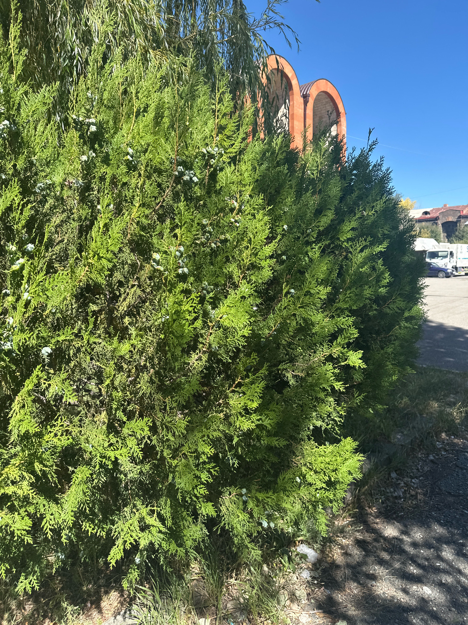 The image depicts a close-up view of a green coniferous shrub with small, light blue berries. Behind the shrub, a willow tree with long, thin leaves is partially visible. In the background, there is a clear blue sky, and a structure with two orange arched openings can be seen. To the right of the shrub, a paved area with some grass and shadows is visible. Further in the background, there are buildings with red roofs and a white truck. The overall scene suggests an outdoor environment, possibly a park or a street in a city, likely Gyumri, Armenia, given the architectural style of the background structures and the general appearance of the surroundings.