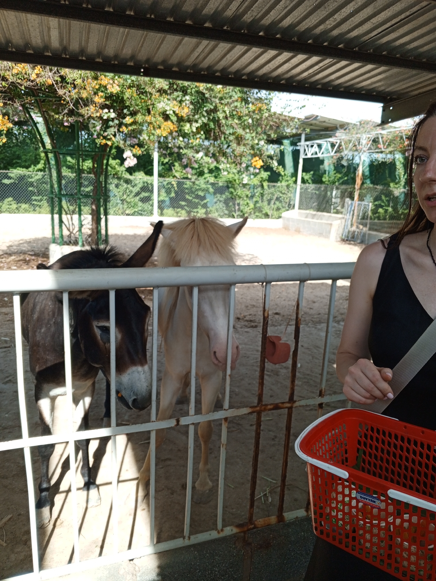 A close-up shot shows a woman in the foreground on the right, her right hand resting on the handle of a red plastic basket. Her left hand is visible near the basket as well. The woman is wearing a black top with a seatbelt across her chest. Behind her and to the left, a donkey and a pale-colored horse are visible through a white metal fence. The donkey, on the left, has its head turned to the side, and its ears are perked up. The horse, on the right, has a light-colored mane. The background consists of trees with yellow and pink flowers, a fence, and what appears to be a concrete enclosure. The scene is outdoors, under a metal roof structure. The overall impression is of a visit to an animal enclosure or sanctuary in Phước Hải, Vietnam.