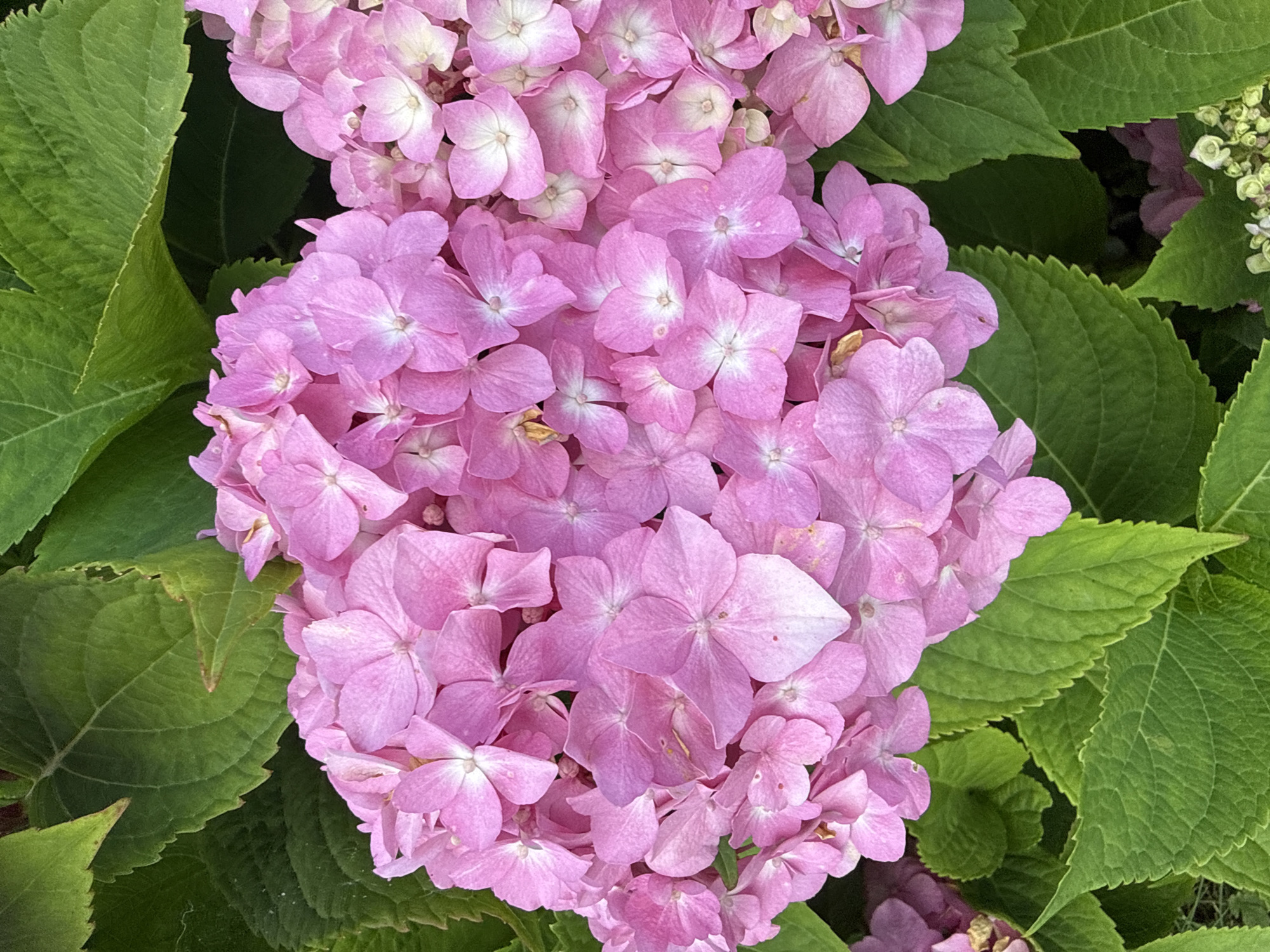 A cluster of pink hydrangeas is in full bloom, surrounded by lush green leaves. The hydrangeas have delicate, overlapping petals, some with white centers. The leaves are large and serrated, creating a vibrant contrast with the soft pink of the flowers. The overall impression is one of natural beauty and abundance. The image does not depict any specific location in Vikraičiai, Lithuania, nor does it contain any people or actions.