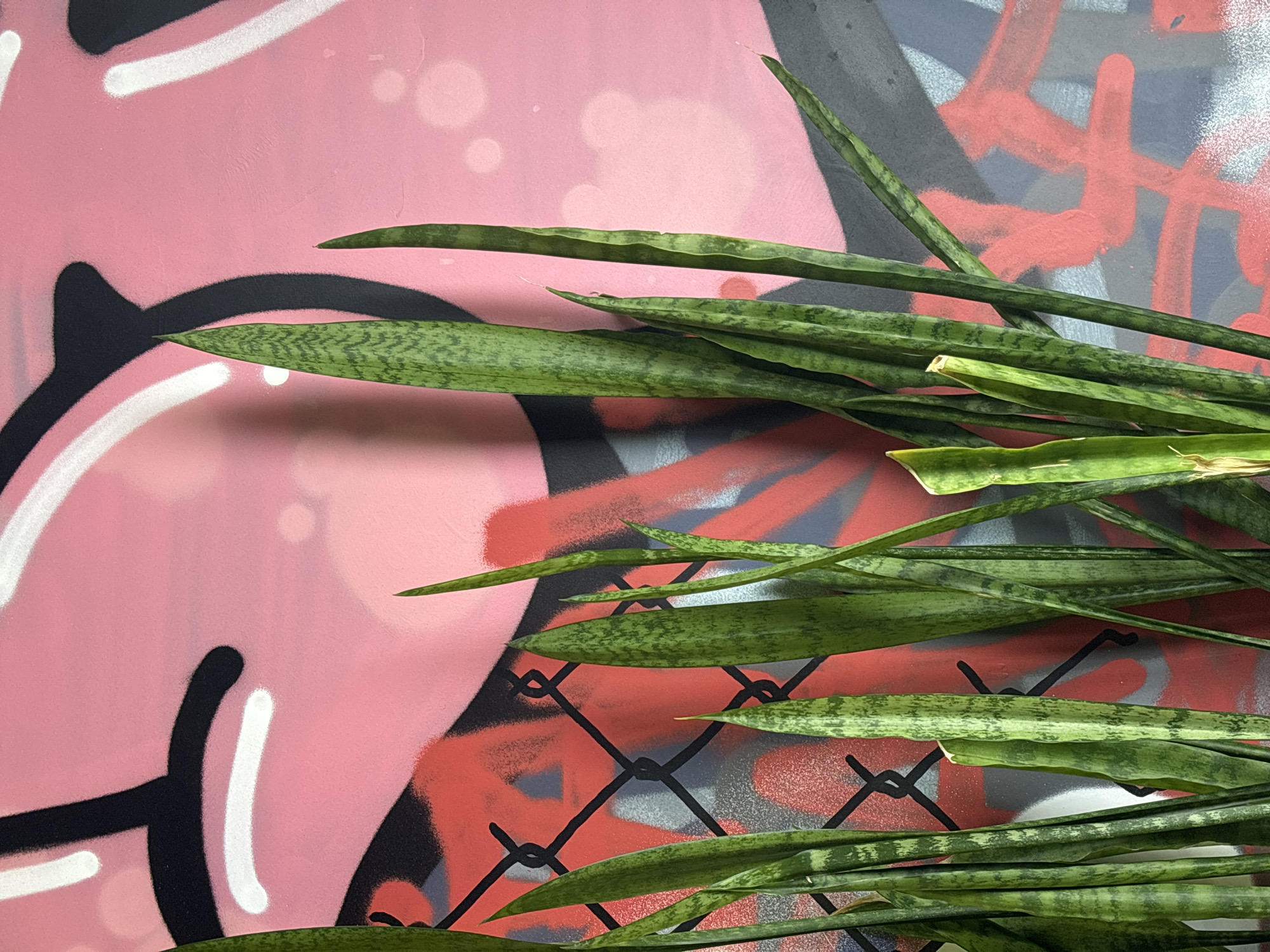 The media file displays a close-up, angled shot of green plant leaves set against a vibrant, graffiti-covered wall. The main subjects are numerous long, pointed leaves, likely from a snake plant (Sansevieria), which feature distinctive mottled patterns of darker and lighter green. These leaves are arranged diagonally, extending from the bottom right towards the top left of the frame, partially obscuring the background wall.
The wall itself is adorned with spray paint art, divided into two primary sections by the plant foliage. The left portion of the wall exhibits a bright pink base, over which bold black and white lines create abstract shapes, possibly part of a larger graphic design or letter. Lighter pink, translucent circular spray marks are also visible on this pink section. The right side of the wall features a darker, possibly grey or black, underpainting, with vivid red spray paint forming various crisscross and abstract patterns. Overlaid on this darker, red-splattered area is a distinct black grid pattern, reminiscent of a chain-link fence or net.
There is no specific activity or event depicted, beyond the static arrangement of the plant in front of the wall, possibly for artistic photography. The lighting is even and diffused, suggesting an indoor environment or a shaded outdoor location, without clear indicators of time of day or weather conditions. No people are visible, and there is no discernible text within the graffiti. The overall scene combines natural elements with urban street art, creating a textured and colorful composition. Given the provided context, this scene is located in Perm, Russia.